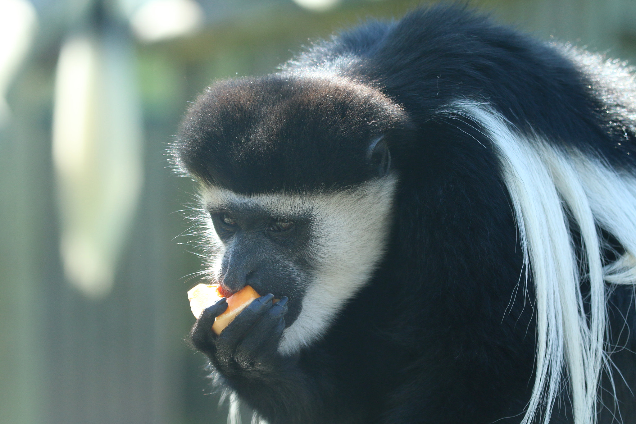 Canon EF 100-400mm F4.5-5.6L IS USM sample photo. Howletts wild animal park photography