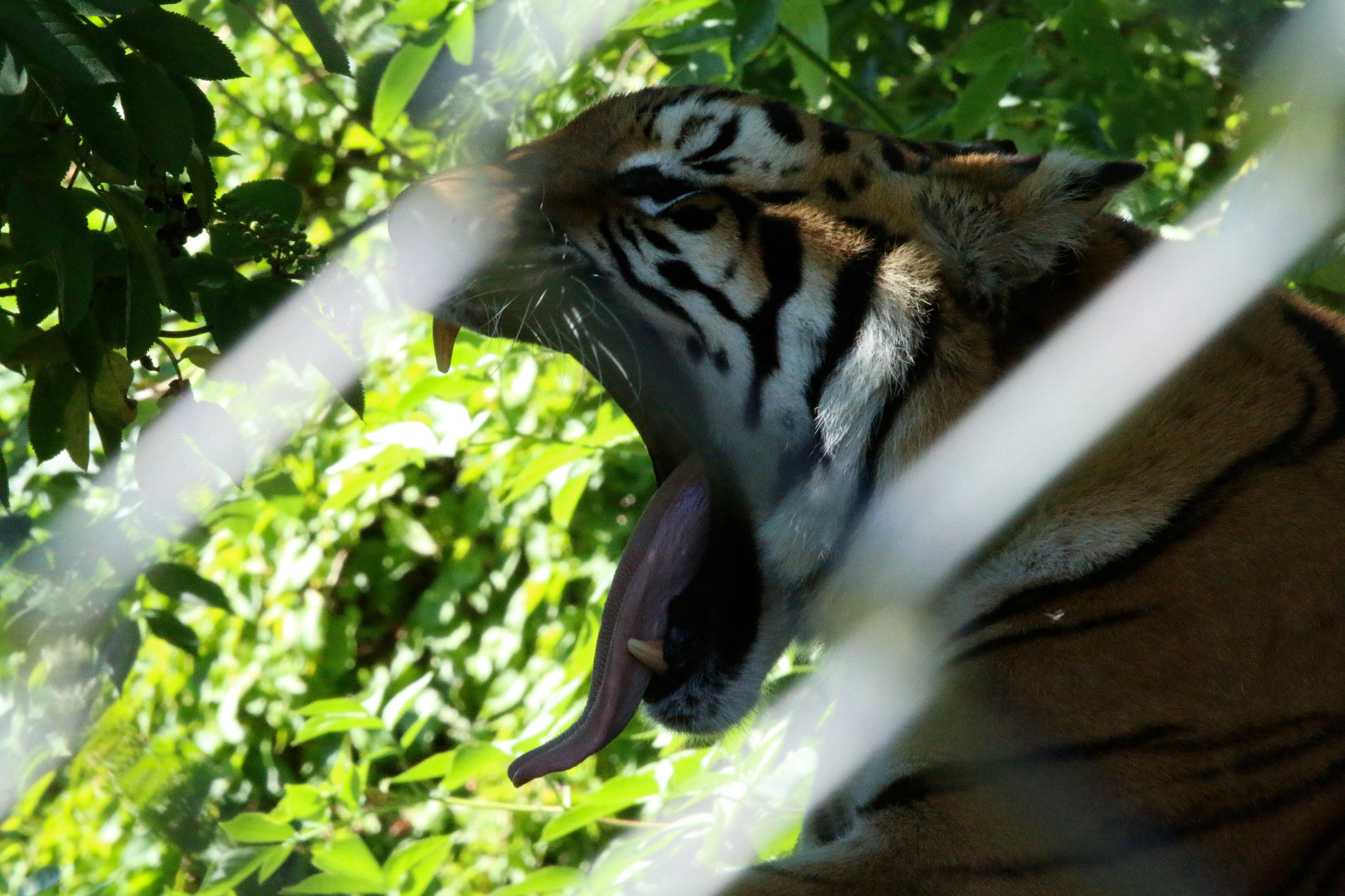 Canon EF 100-400mm F4.5-5.6L IS USM sample photo. Howletts wild animal park photography