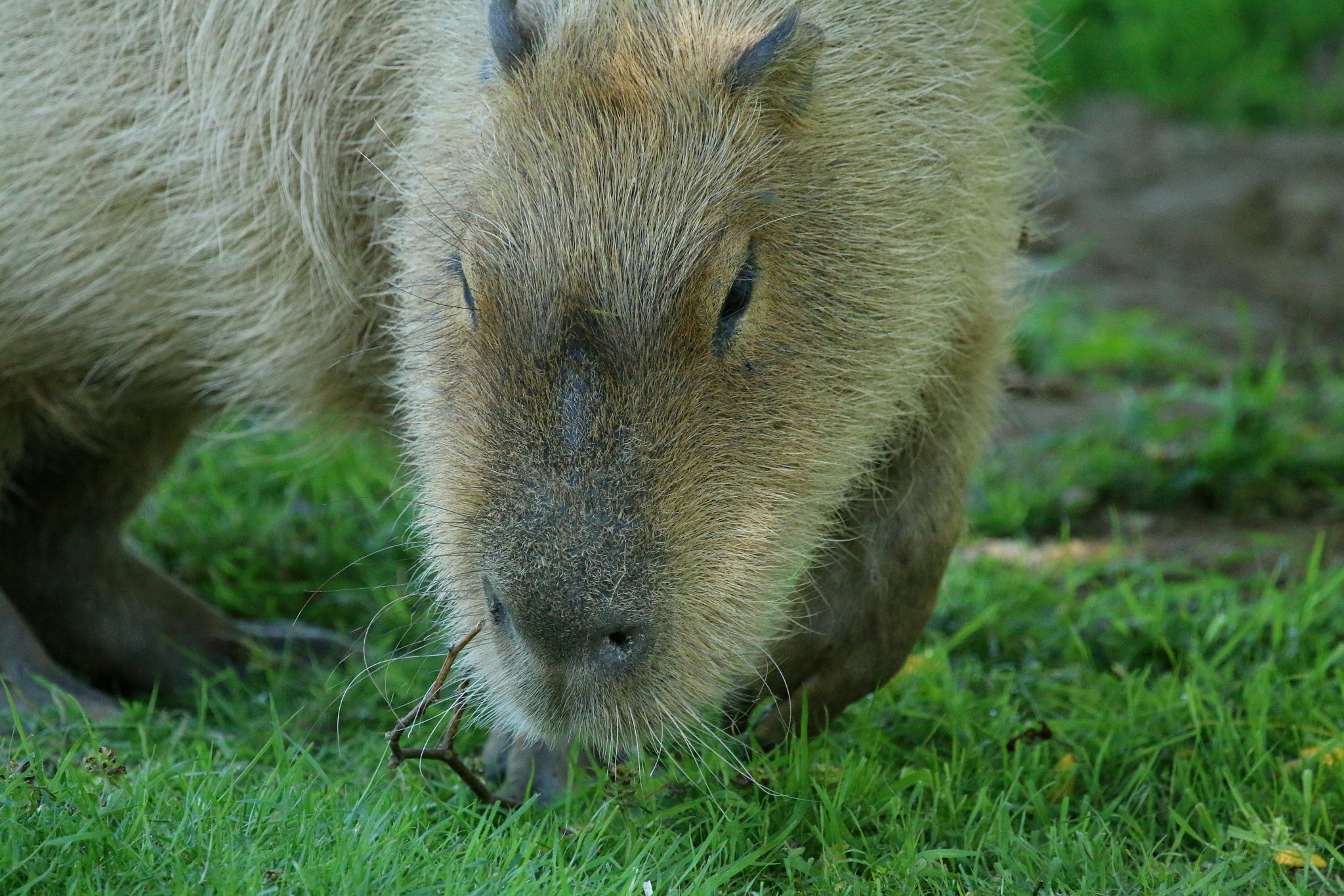 Canon EF 100-400mm F4.5-5.6L IS USM sample photo. Howletts wild animal park photography