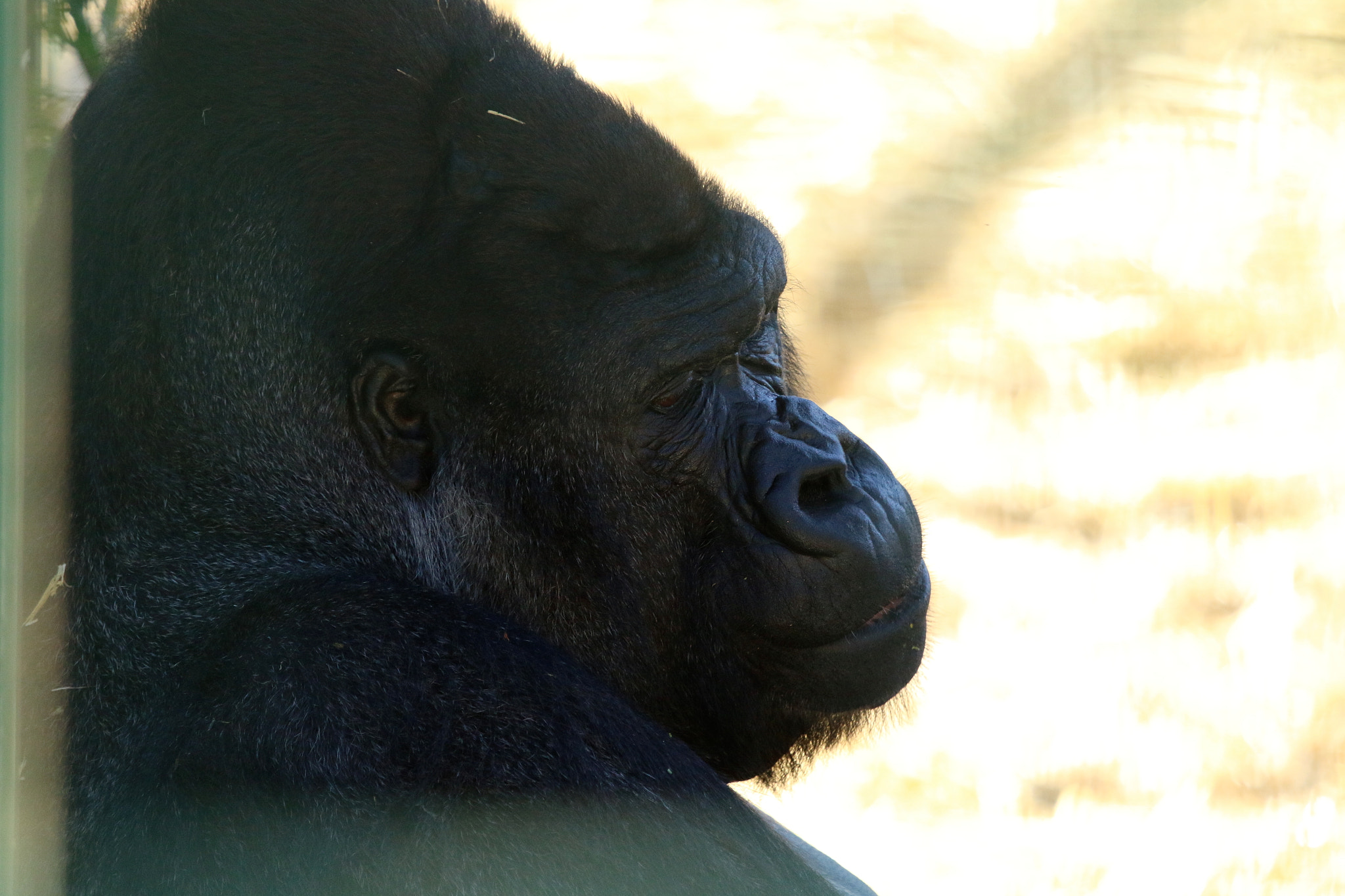 Canon EF 100-400mm F4.5-5.6L IS USM sample photo. Howletts wild animal park photography
