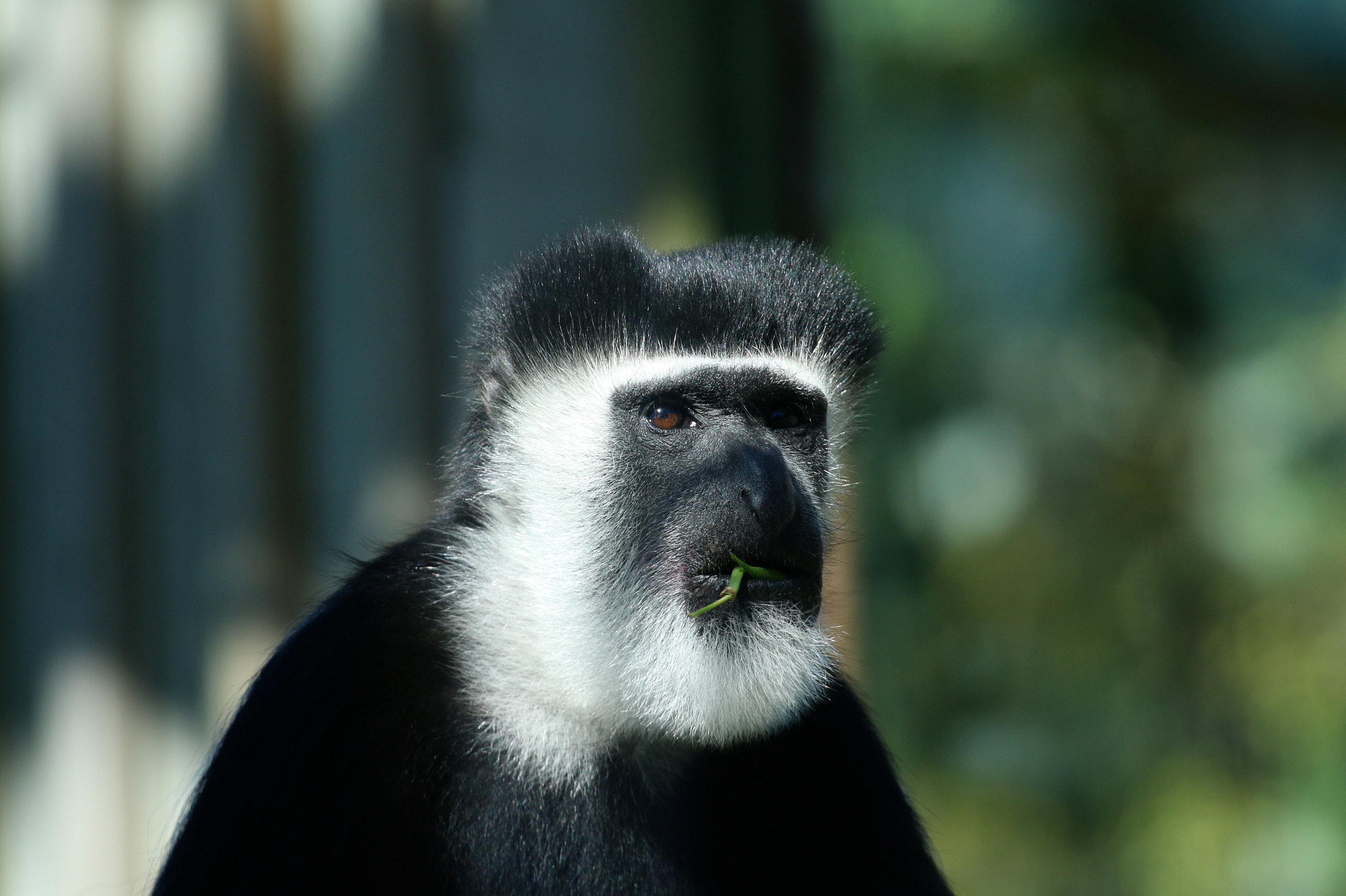 Canon EF 100-400mm F4.5-5.6L IS USM sample photo. Howletts wild animal park photography