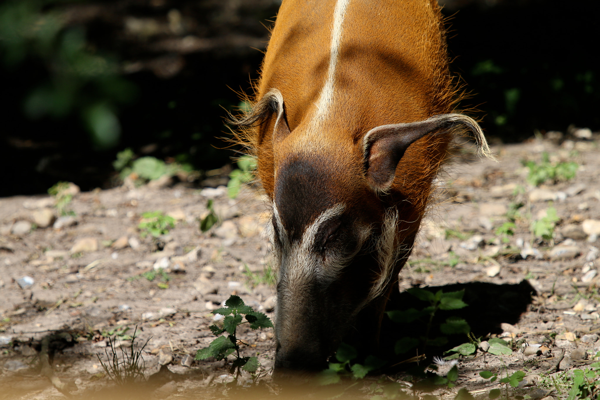 Canon EOS 70D + Canon EF 100-400mm F4.5-5.6L IS USM sample photo. Howletts wild animal park photography