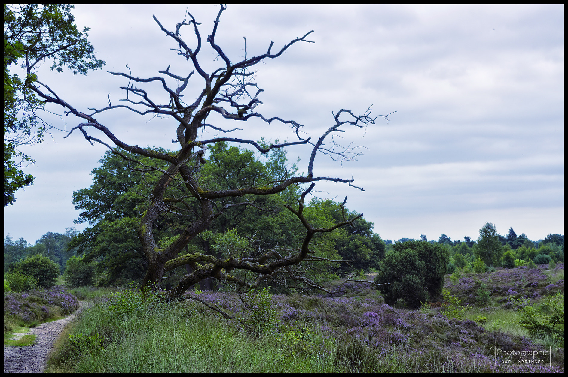 Pentax smc DA 18-55mm F3.5-5.6 AL WR sample photo. Heidelandschaft photography