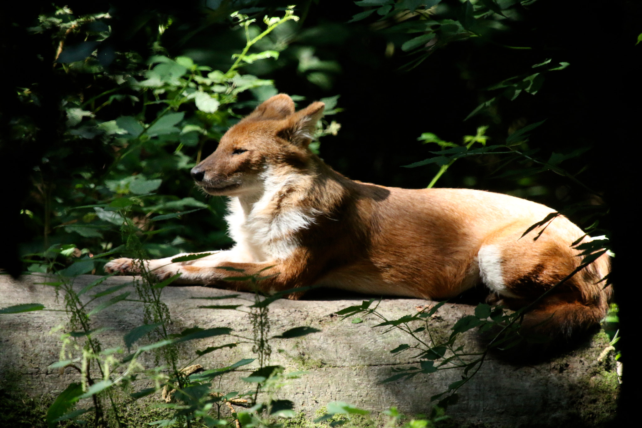 Canon EF 100-400mm F4.5-5.6L IS USM sample photo. Howletts wild animal park photography