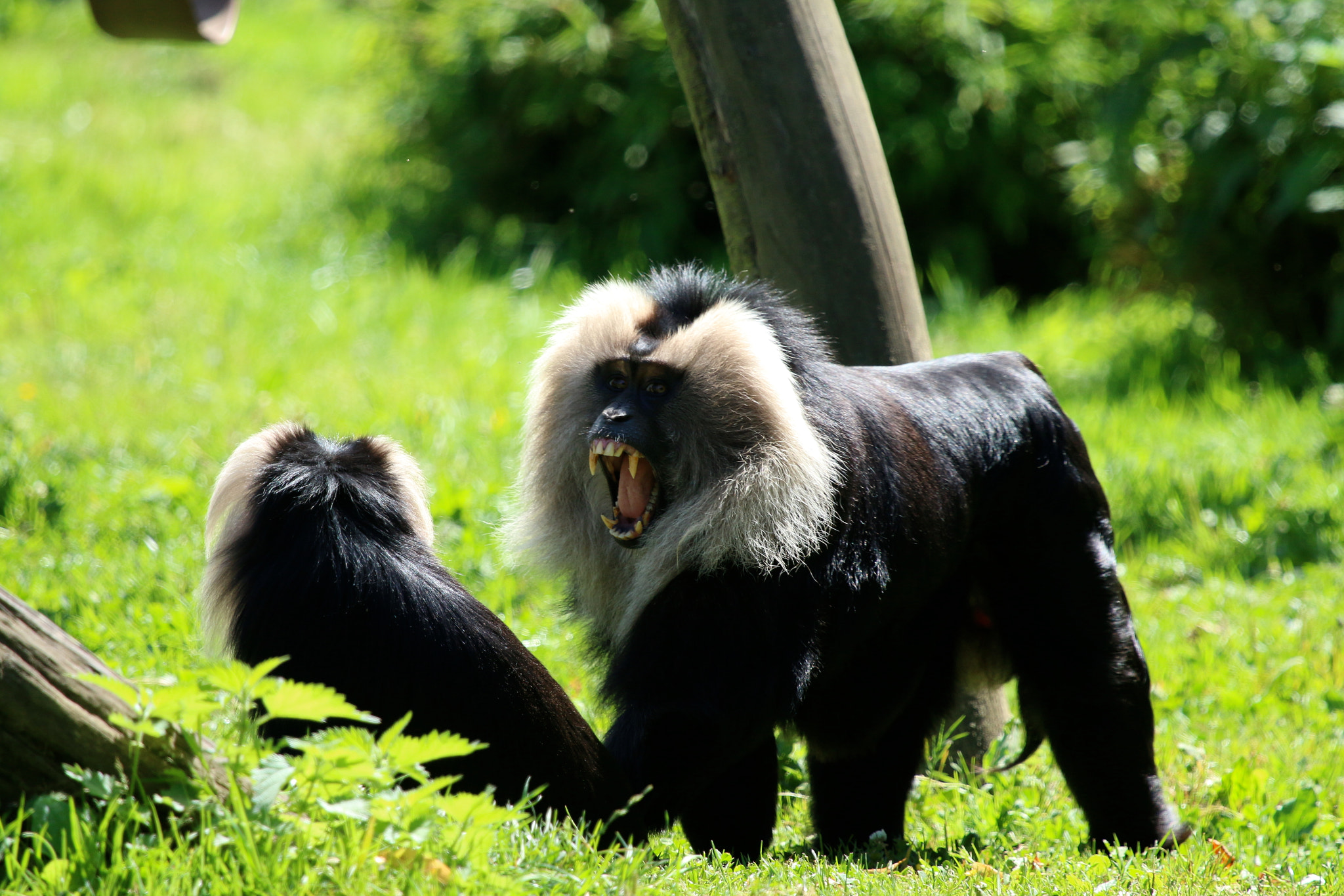 Canon EF 100-400mm F4.5-5.6L IS USM sample photo. Howletts wild animal park photography