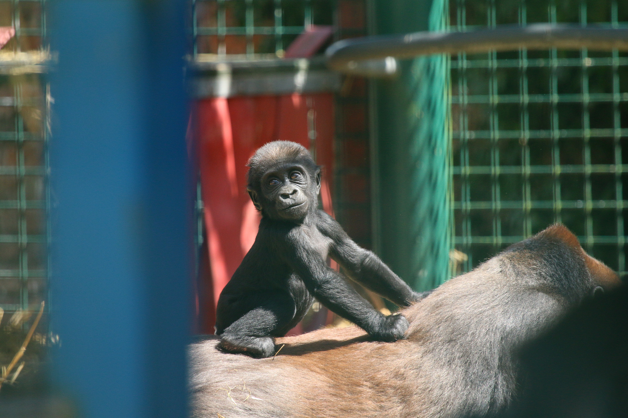 Canon EF 100-400mm F4.5-5.6L IS USM sample photo. Howletts wild animal park photography