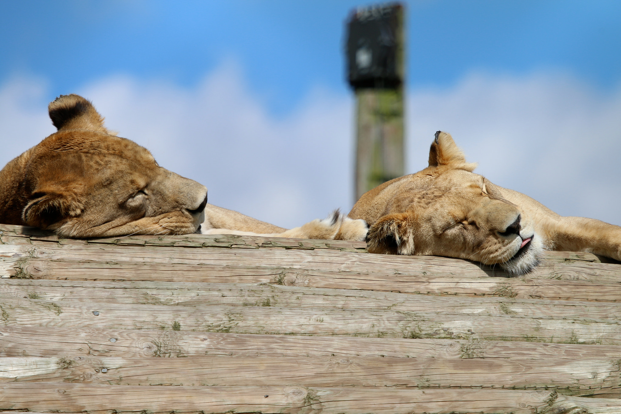 Canon EF 100-400mm F4.5-5.6L IS USM sample photo. Howletts wild animal park photography