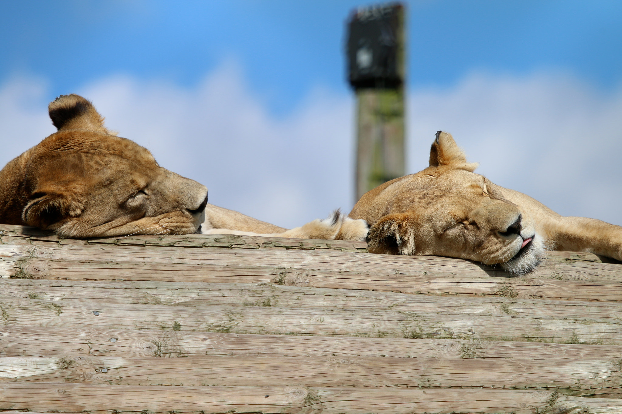 Canon EOS 70D + Canon EF 100-400mm F4.5-5.6L IS USM sample photo. Howletts wild animal park photography