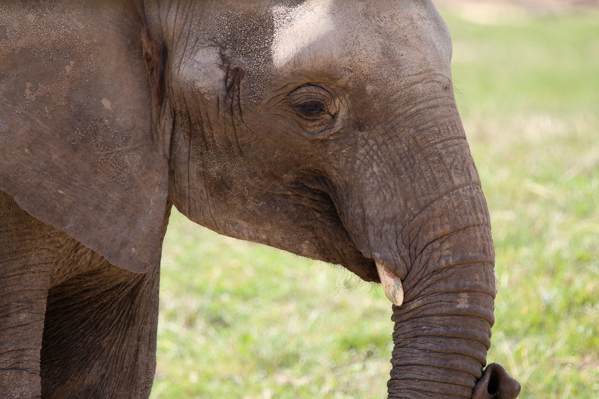 Canon EF 100-400mm F4.5-5.6L IS USM sample photo. Howletts wild animal park photography
