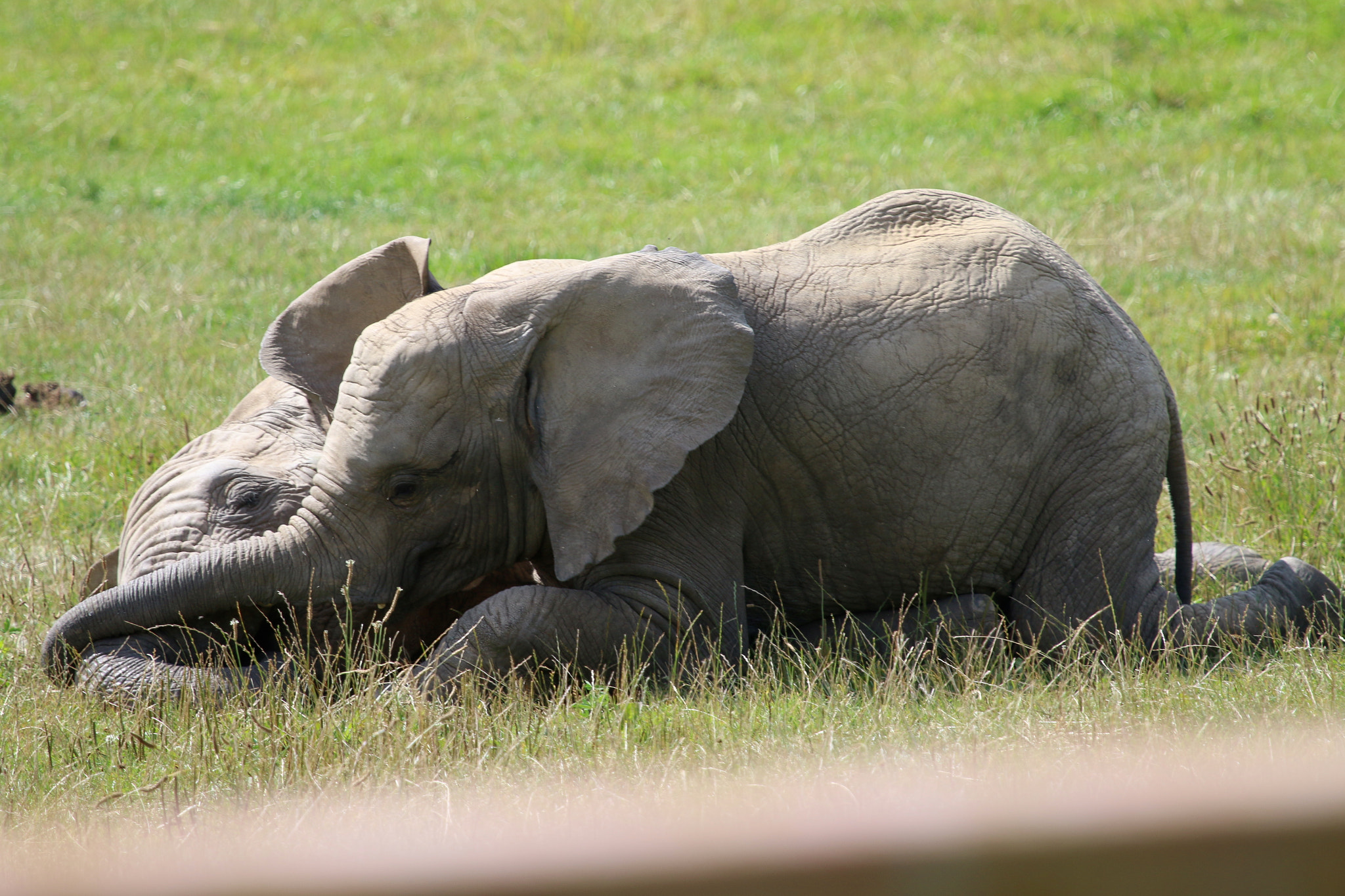 Canon EF 100-400mm F4.5-5.6L IS USM sample photo. Howletts wild animal park photography