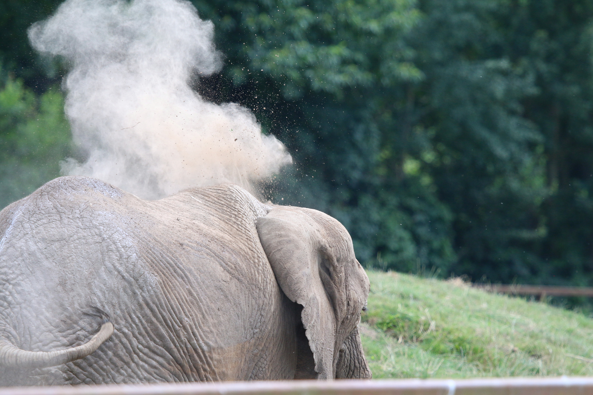 Canon EOS 70D + Canon EF 100-400mm F4.5-5.6L IS USM sample photo. 31/52 - smoke photography