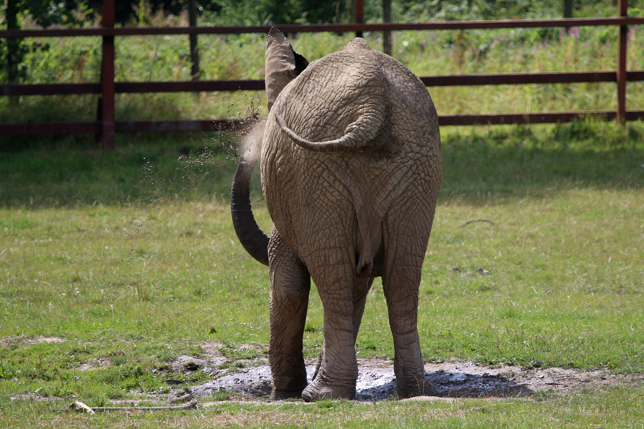 Canon EF 100-400mm F4.5-5.6L IS USM sample photo. Howletts wild animal park photography