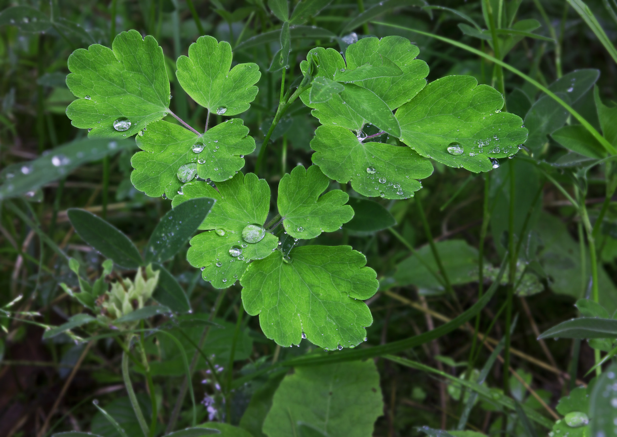 Canon EF 24-85mm F3.5-4.5 USM sample photo. Droplets photography