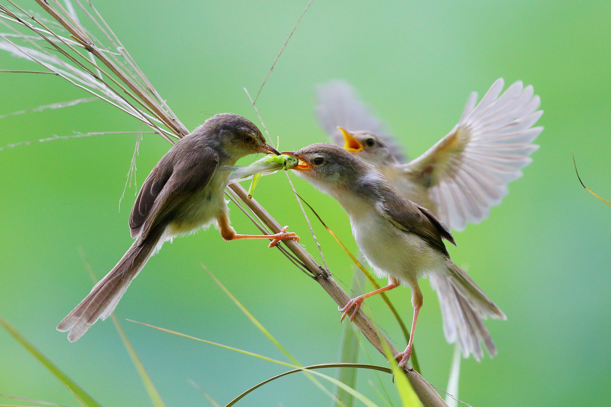 Canon EF 300mm F2.8L IS II USM sample photo. The first to eat photography