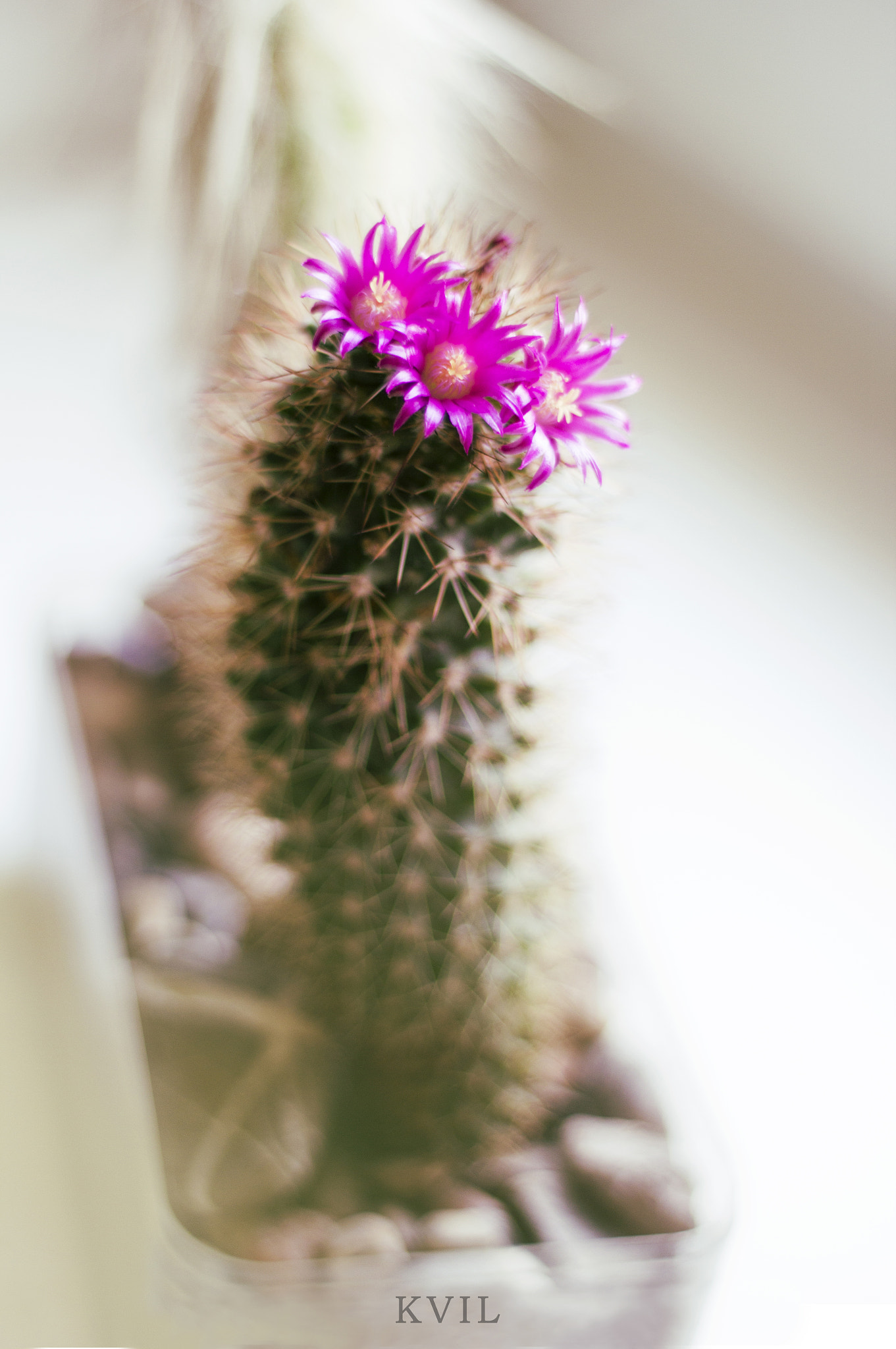 Canon EOS 60D + Canon EF 50mm F1.8 II sample photo. Blooming cactus photography