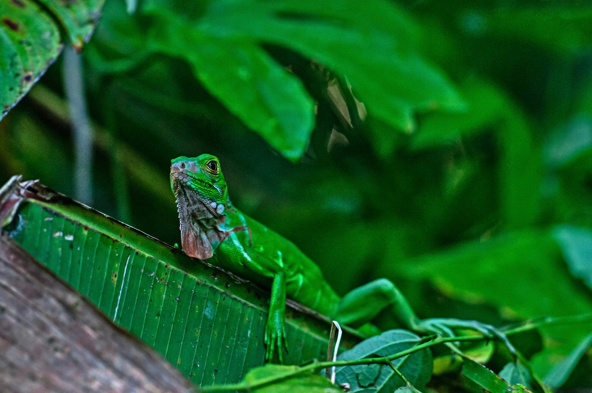 Nikon D300 + Nikon AF-S Nikkor 70-200mm F2.8G ED VR II sample photo. Green iguana photography