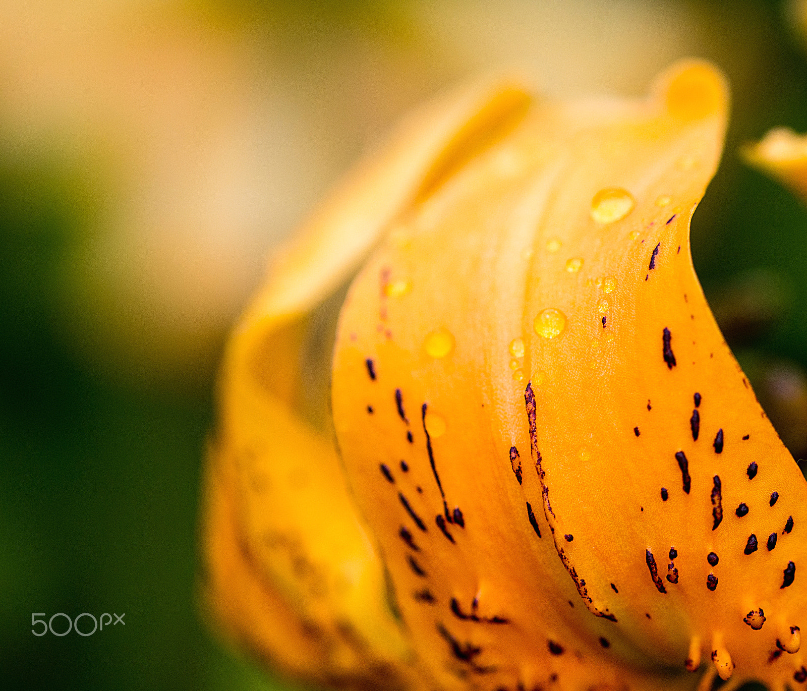 Sony SLT-A57 + 105mm F2.8 sample photo. Tigerlily after rain photography