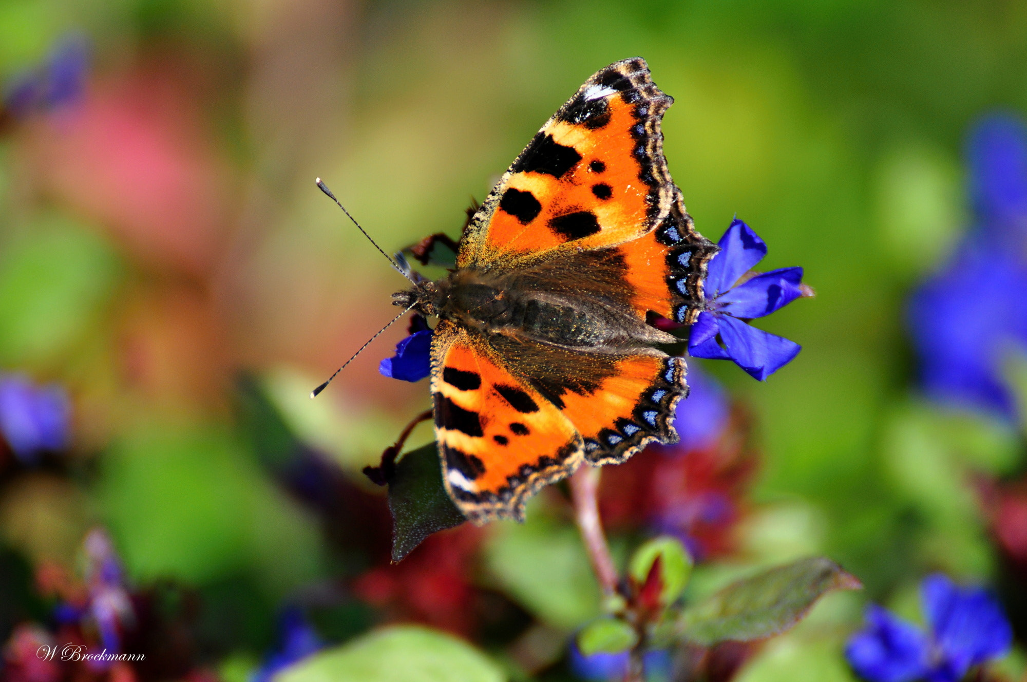Nikon D5000 sample photo. Kleiner fuchs photography