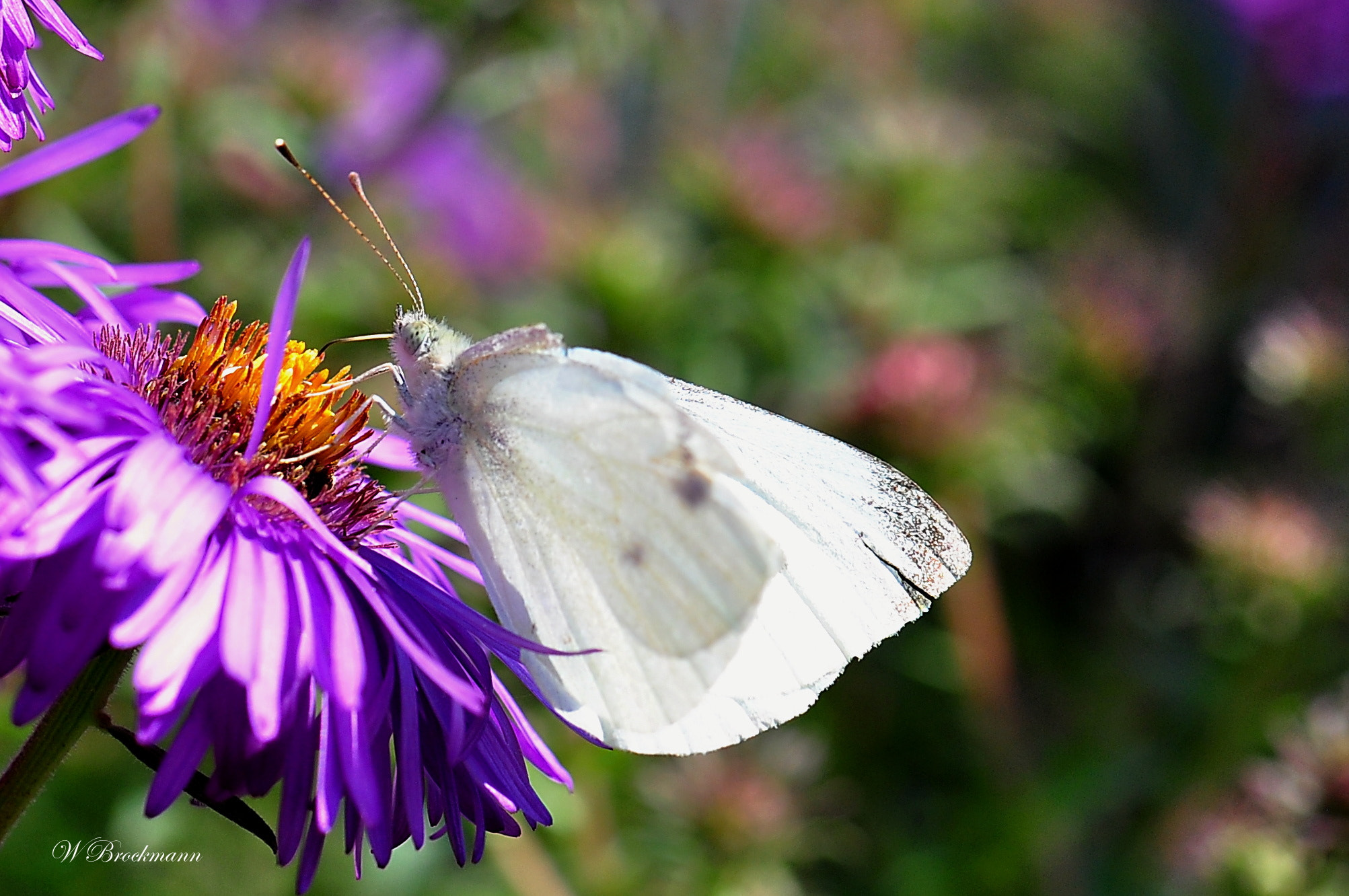Nikon D5000 sample photo. Kohlweissling photography