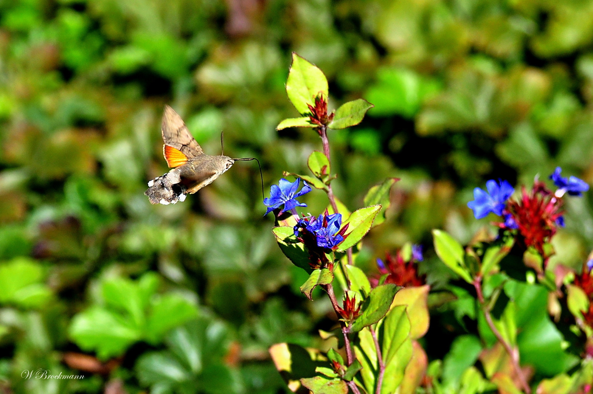 Nikon D5000 sample photo. Taubenschwänzchen photography