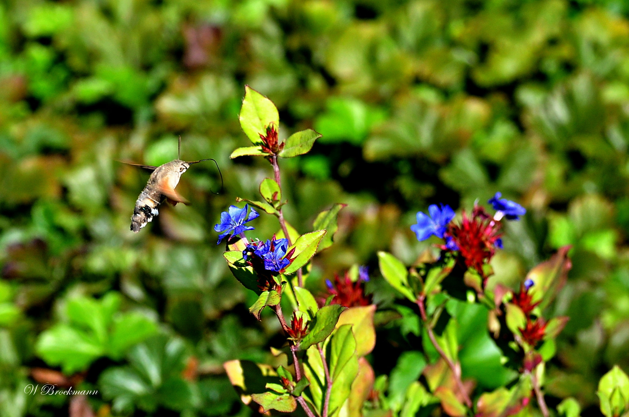 Nikon D5000 sample photo. Taubenschwänzchen photography