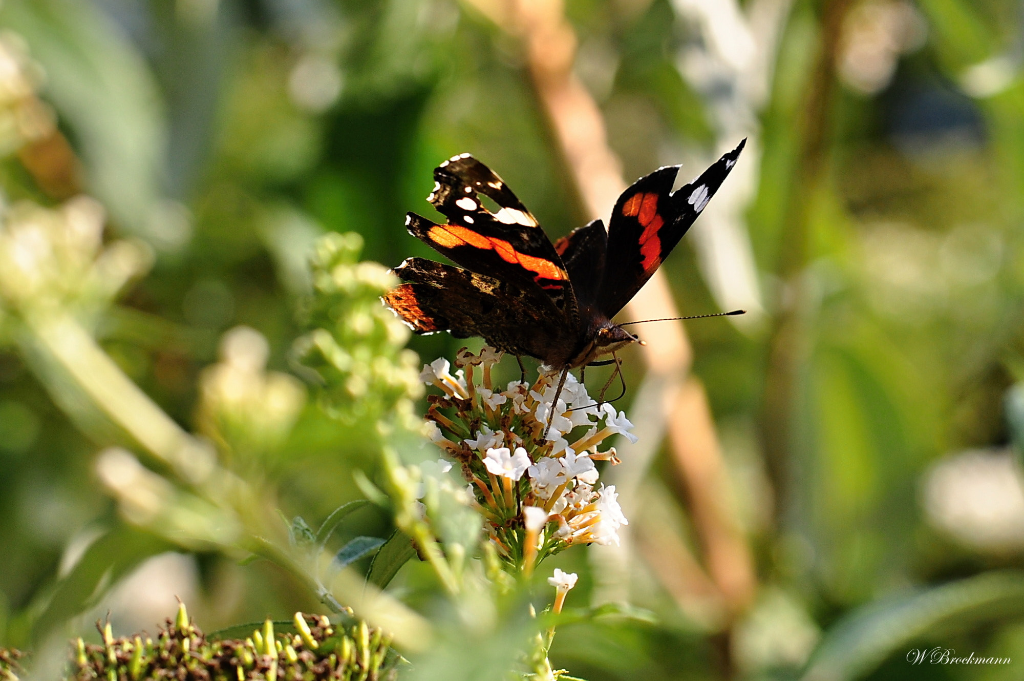 Nikon D5000 sample photo. Admiral photography