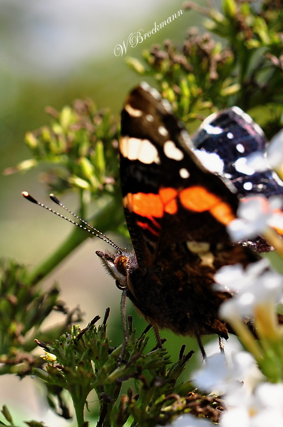 Nikon D5000 sample photo. Admiral photography