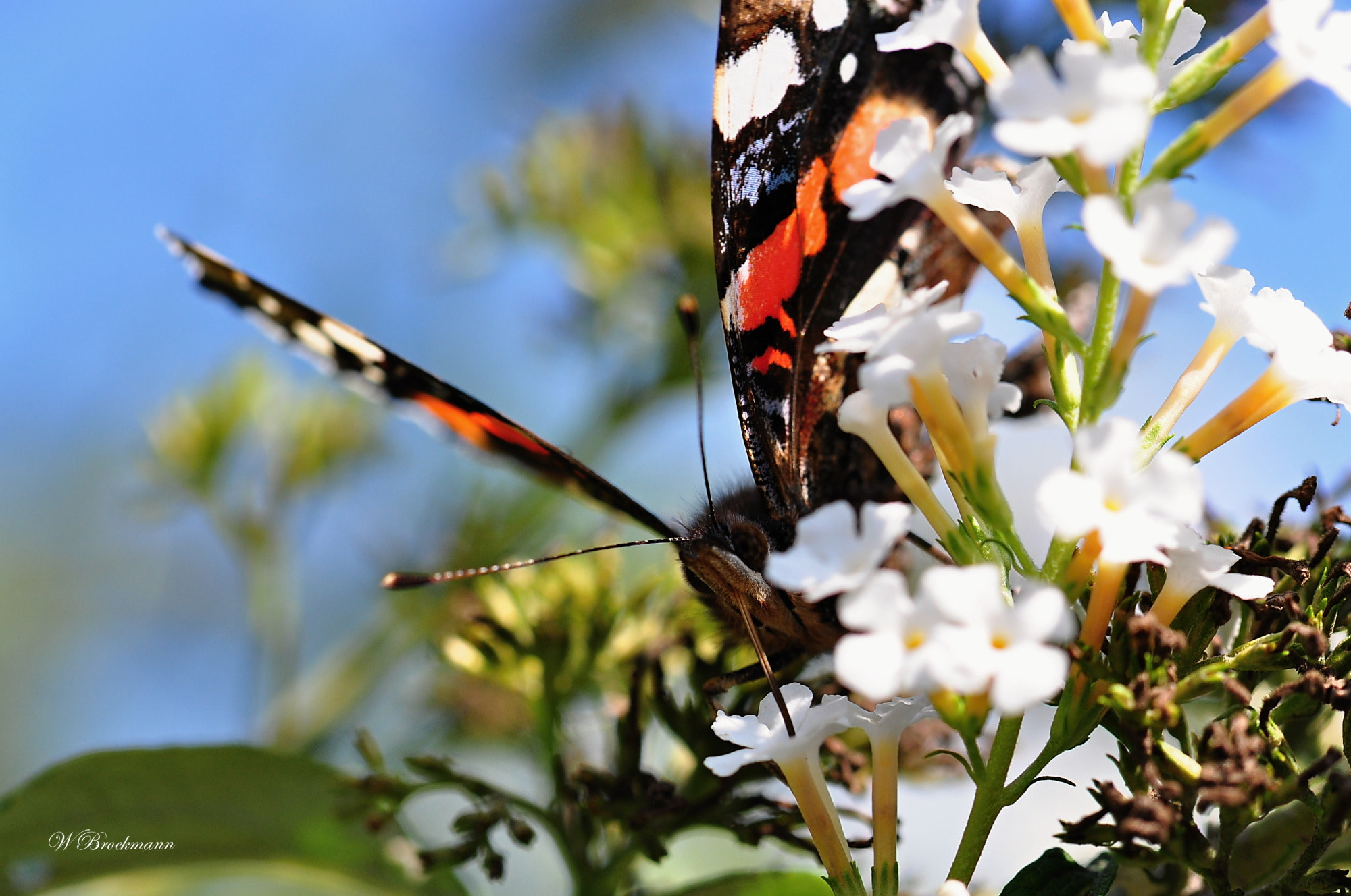 Nikon D5000 sample photo. Admiral photography