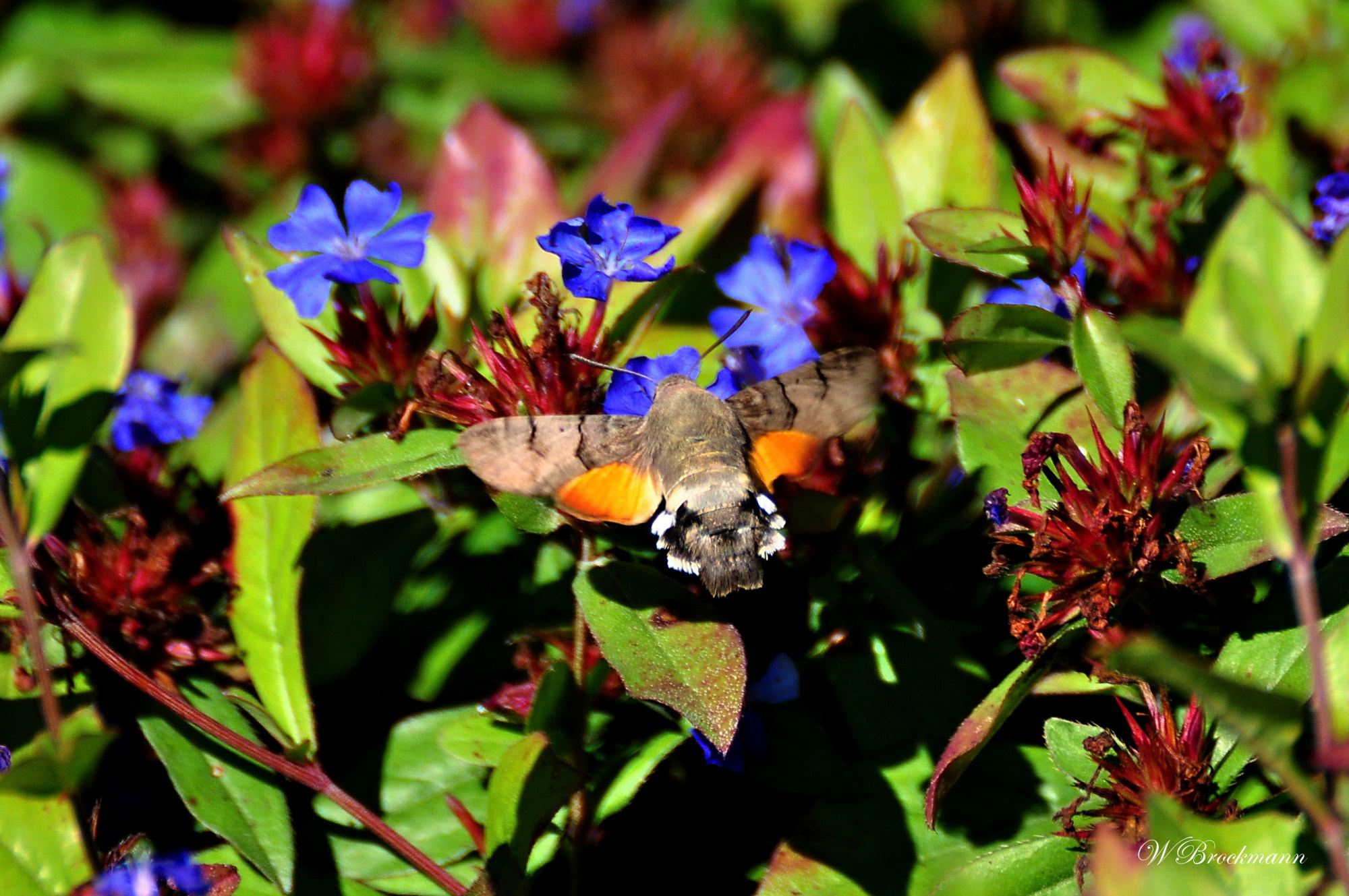 Nikon D5000 sample photo. Taubenschwänzchen photography