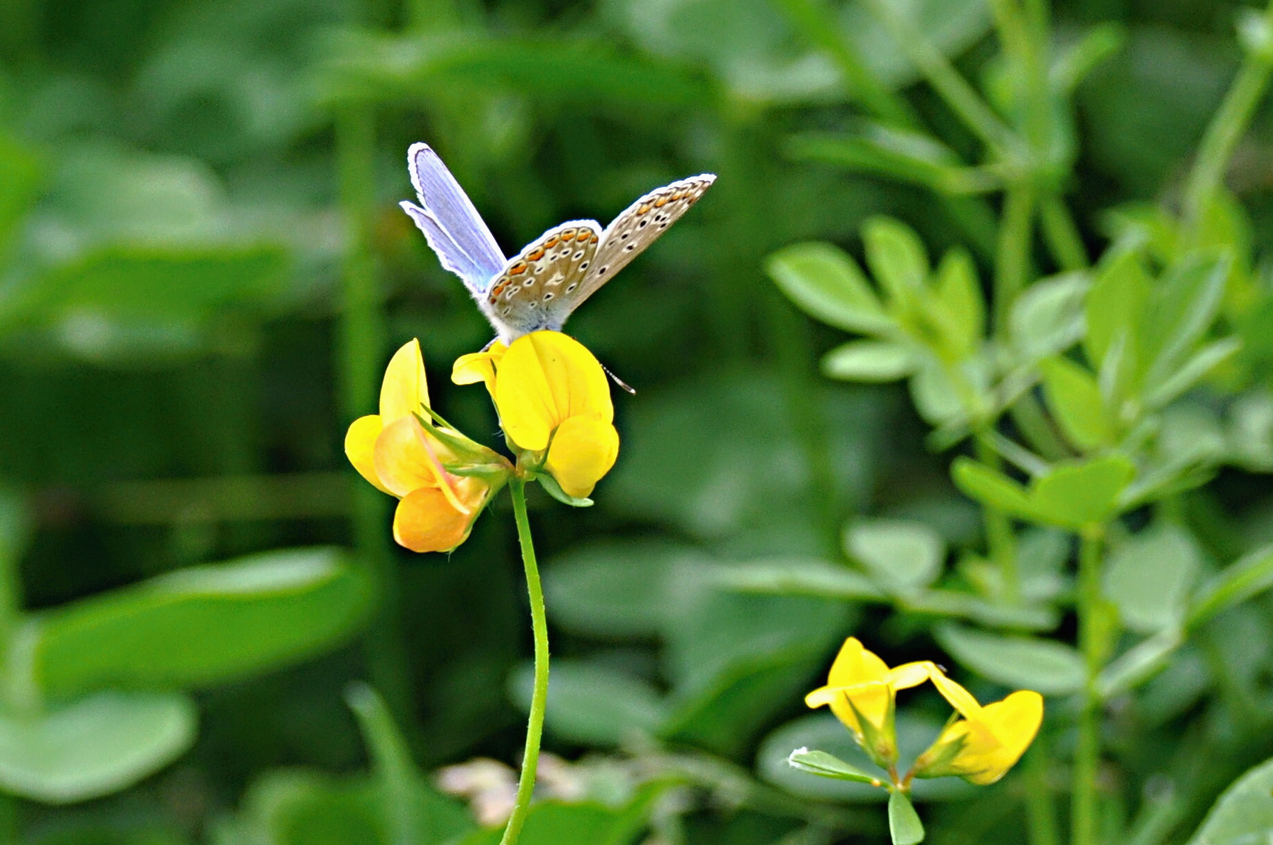 Nikon D5000 sample photo. Bläuling photography