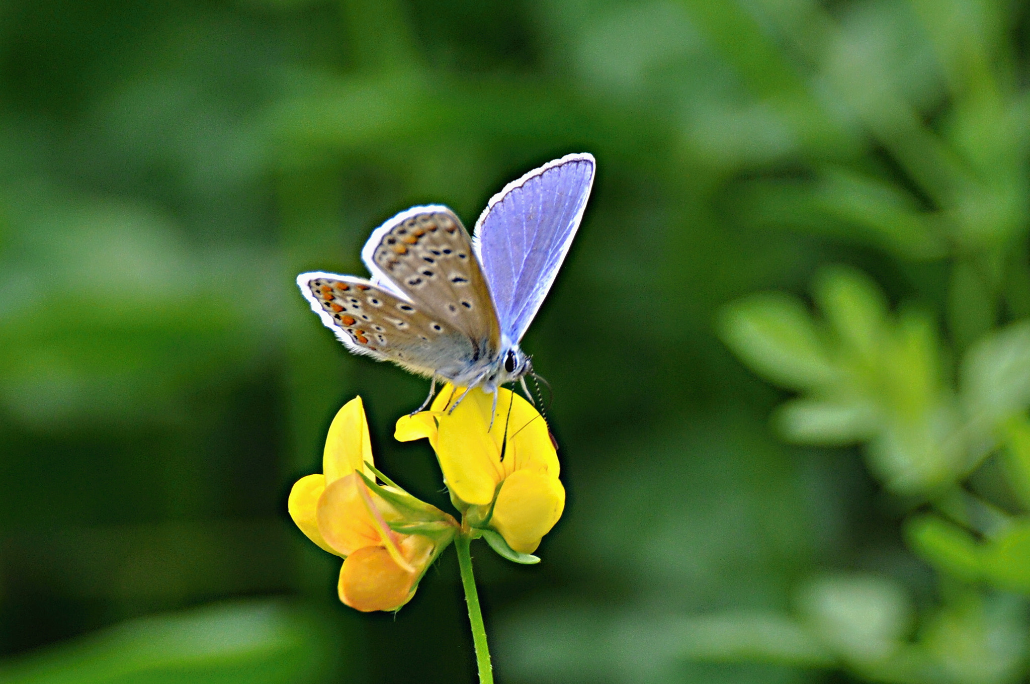 Nikon D5000 sample photo. Bläuling photography