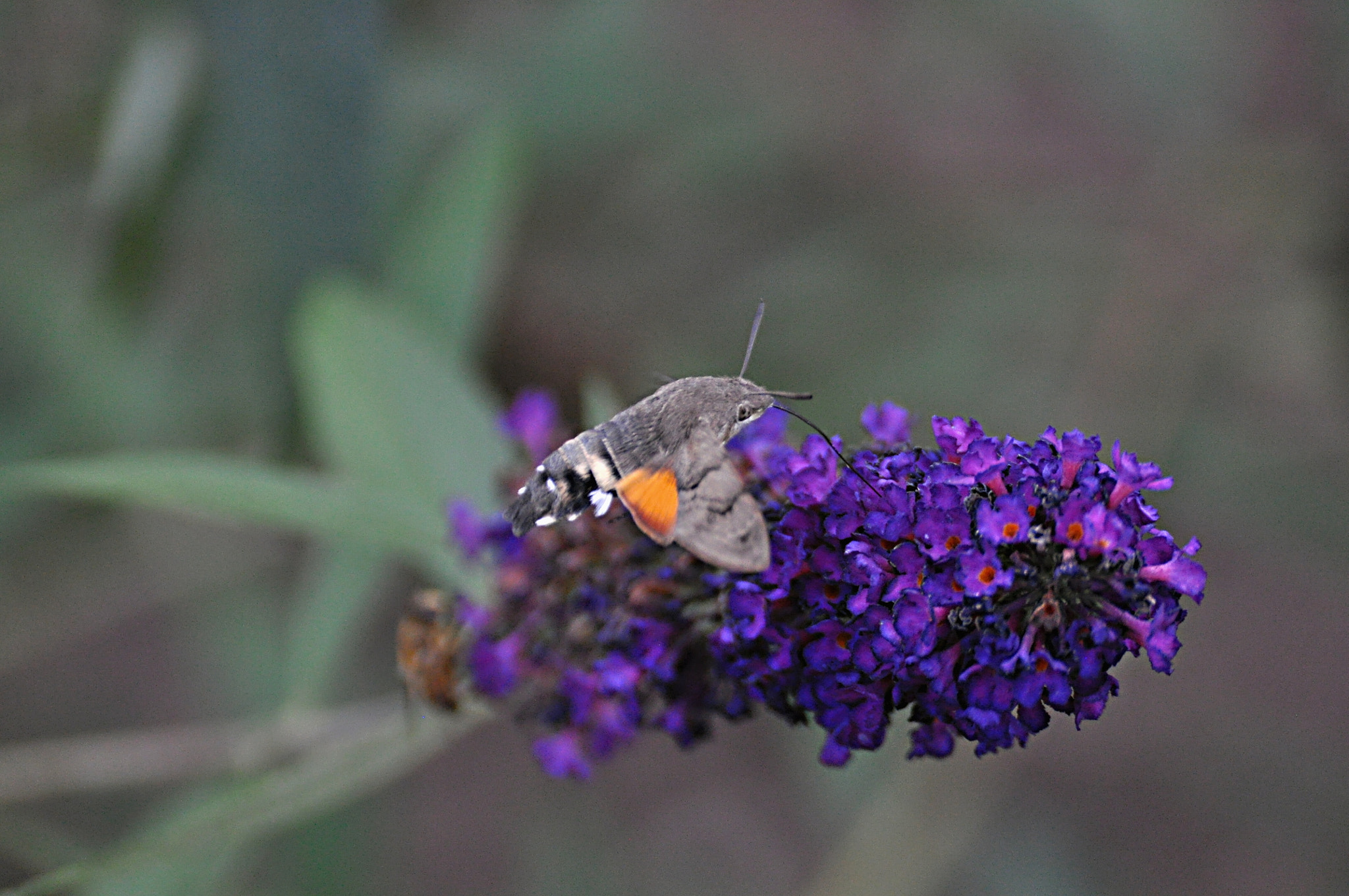Nikon D5000 sample photo. Taubenschwänzchen photography