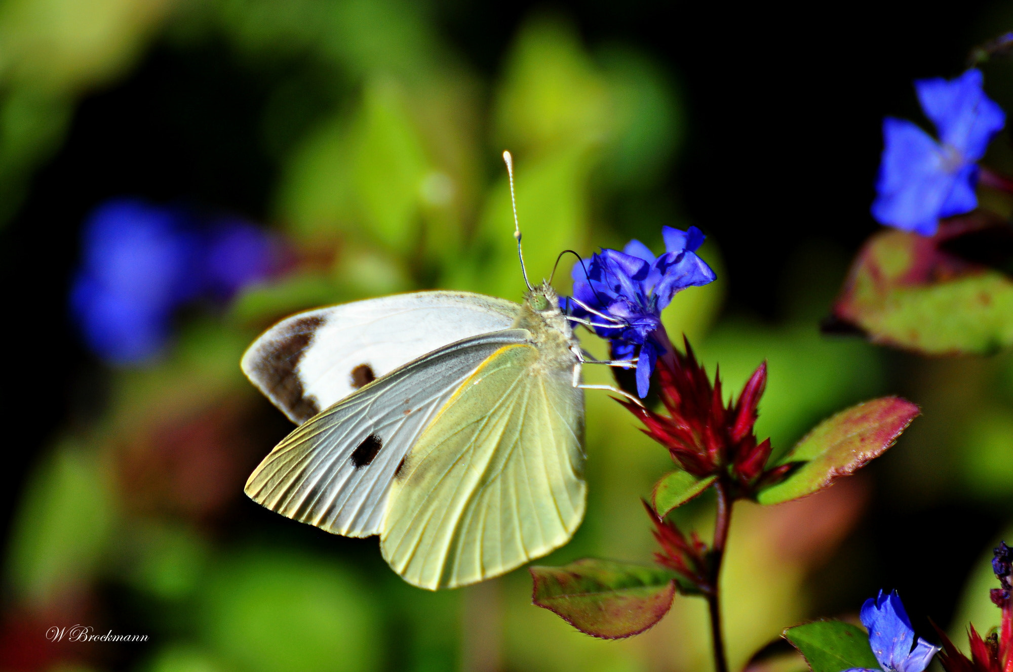 Nikon D5000 sample photo. Kohlweissling photography
