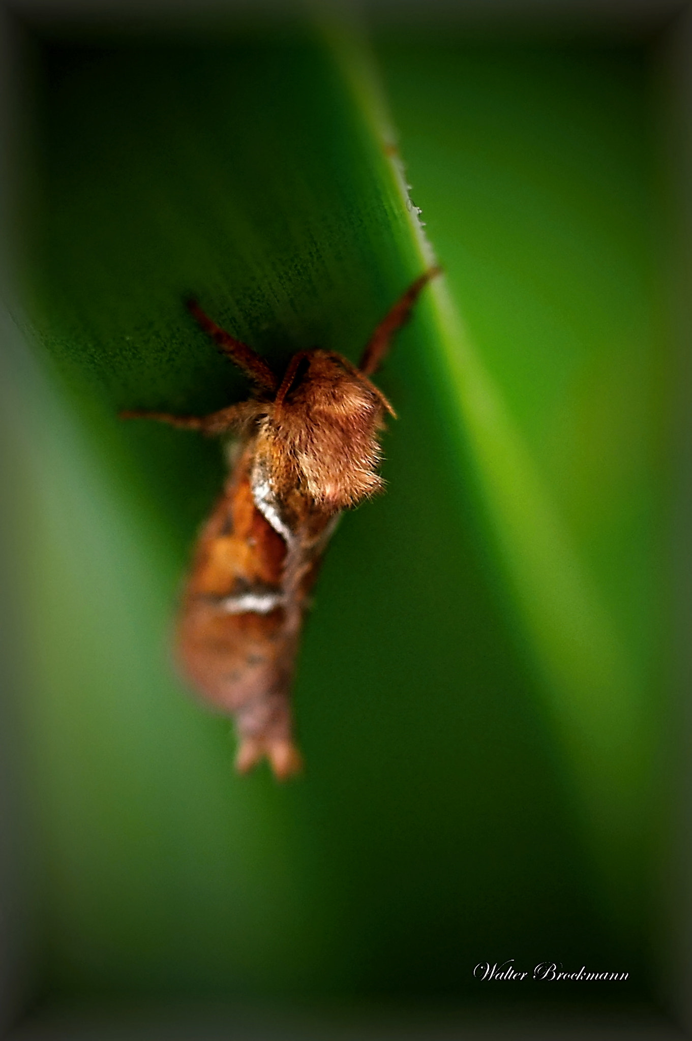 Nikon D5000 sample photo. Wurzelbohrer photography