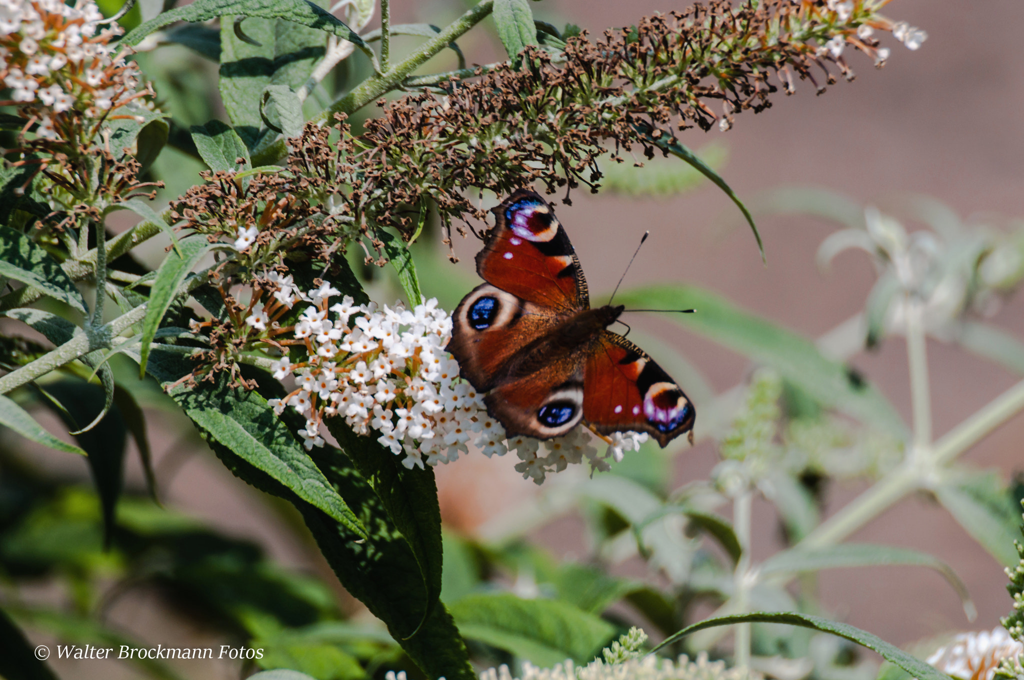 Nikon D5000 sample photo. Schmetterling/butterfly photography