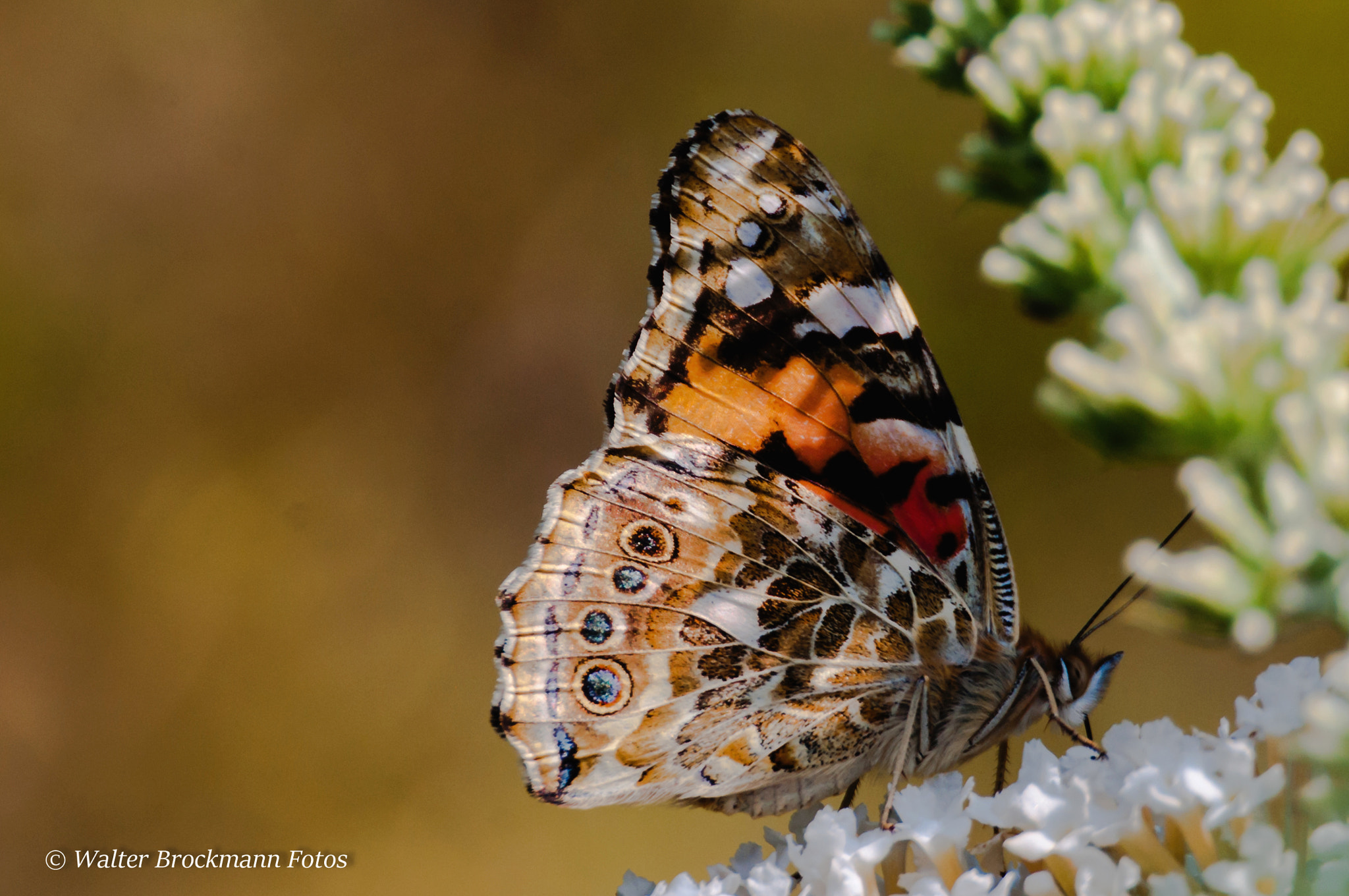 Nikon D5000 sample photo. Schmetterling/butterfly photography