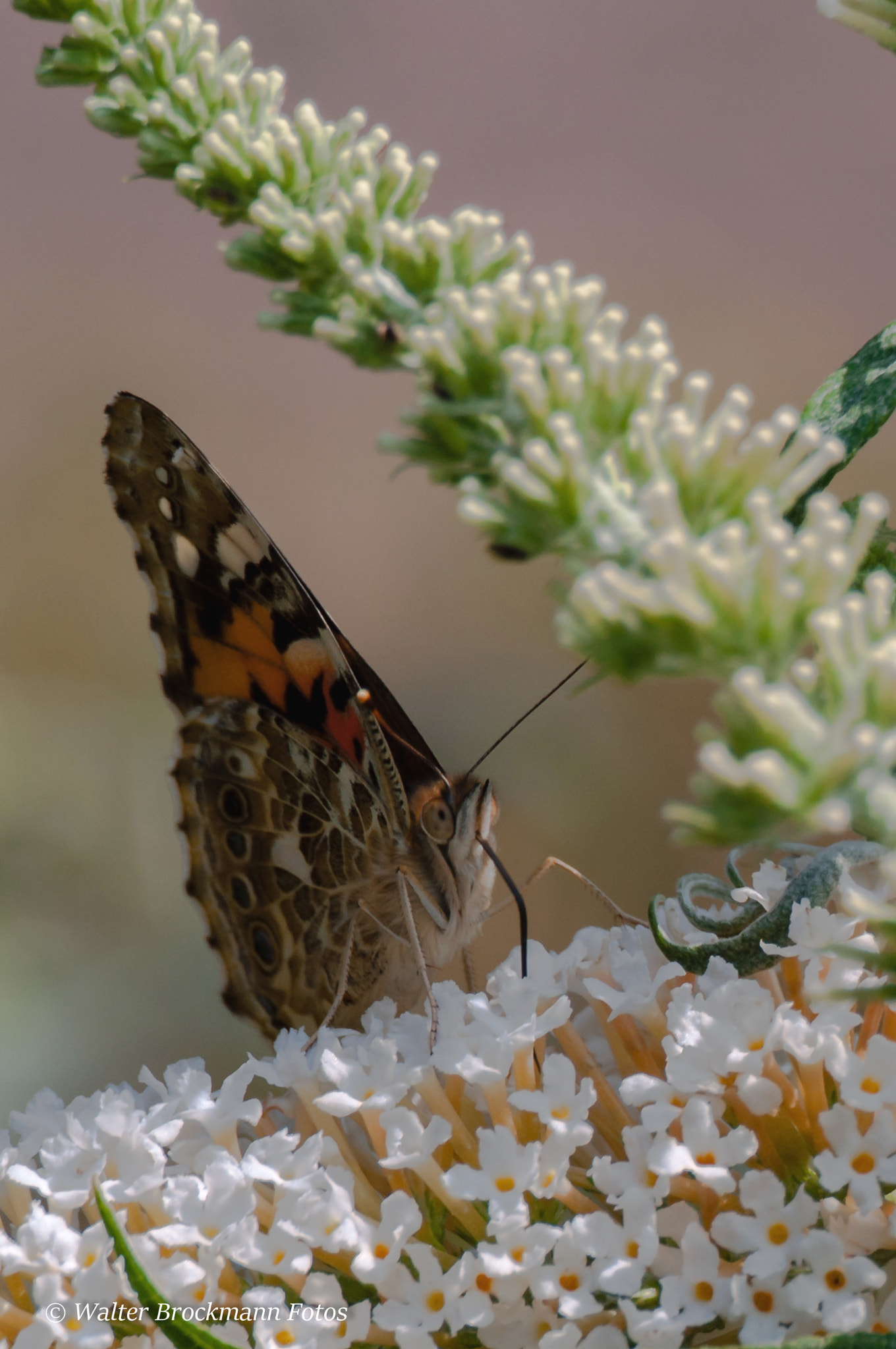 Nikon D5000 sample photo. Schmetterling/butterfly photography