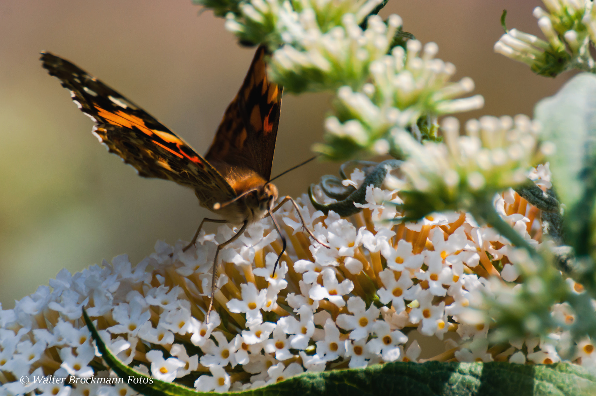 Nikon D5000 sample photo. Schmetterling/butterfly photography