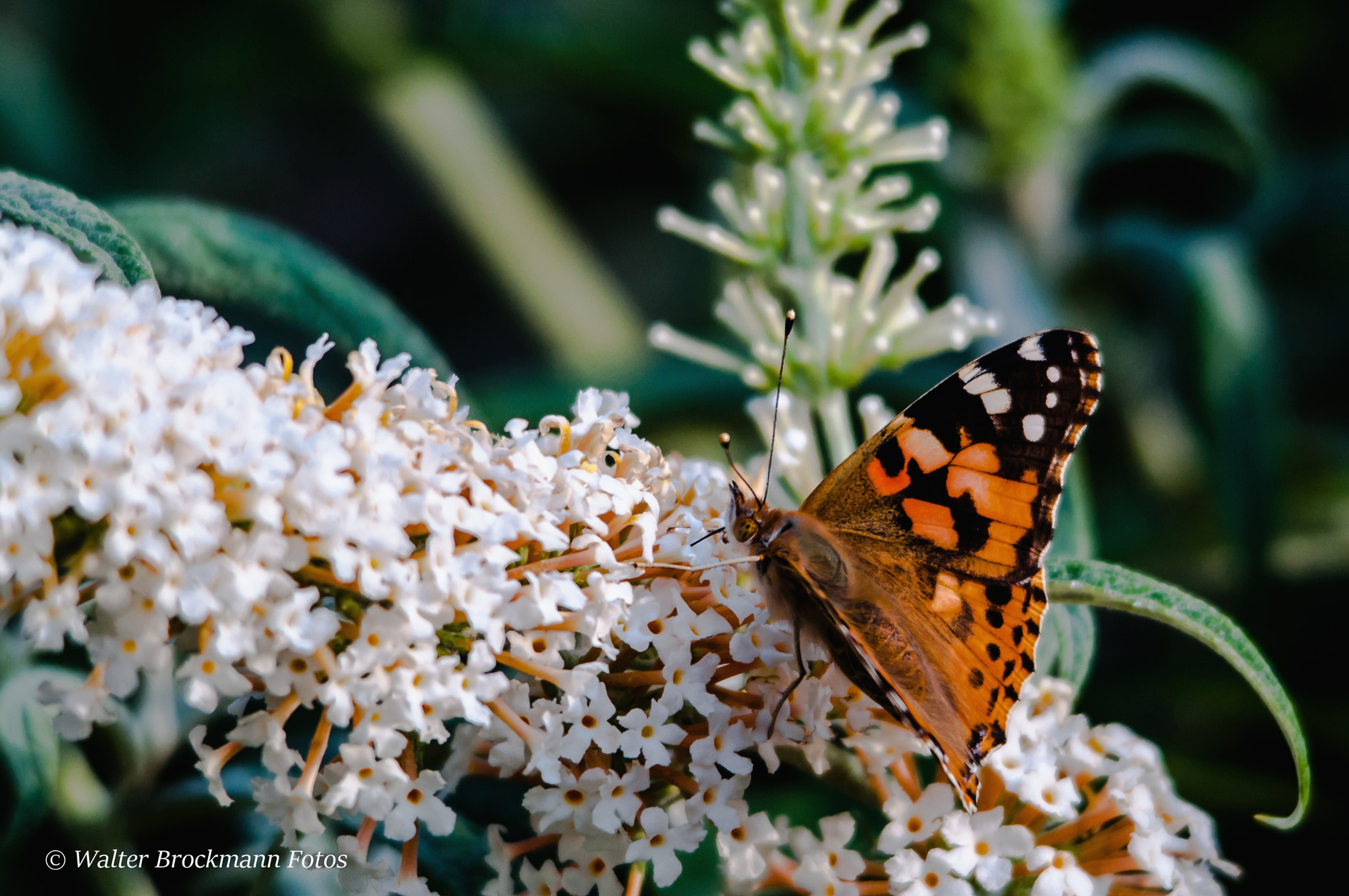 Sigma 150-500mm F5-6.3 DG OS HSM sample photo. Schmetterling/butterfly photography