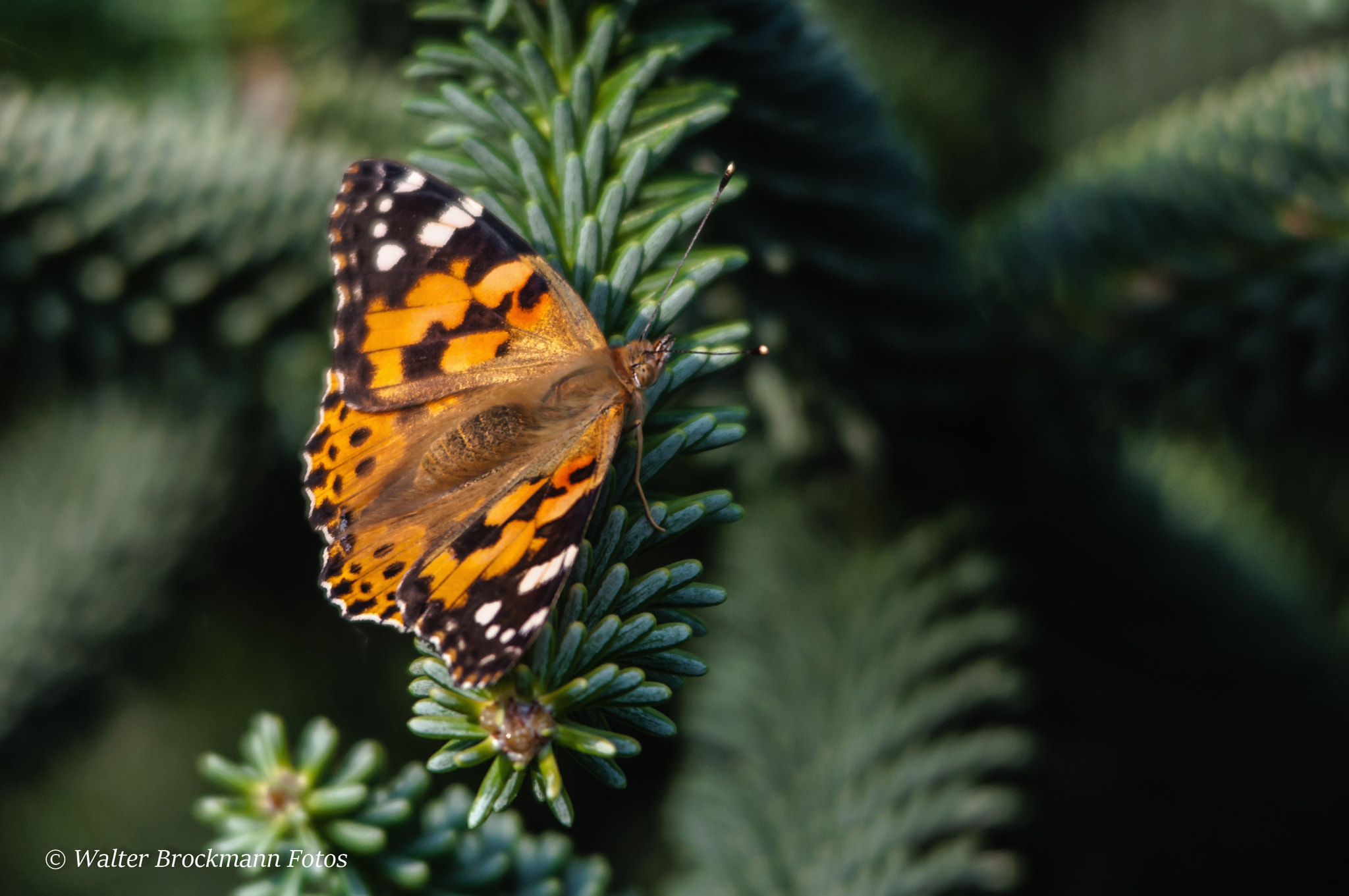 Nikon D5000 + Sigma 150-500mm F5-6.3 DG OS HSM sample photo. Schmetterling/butterfly photography