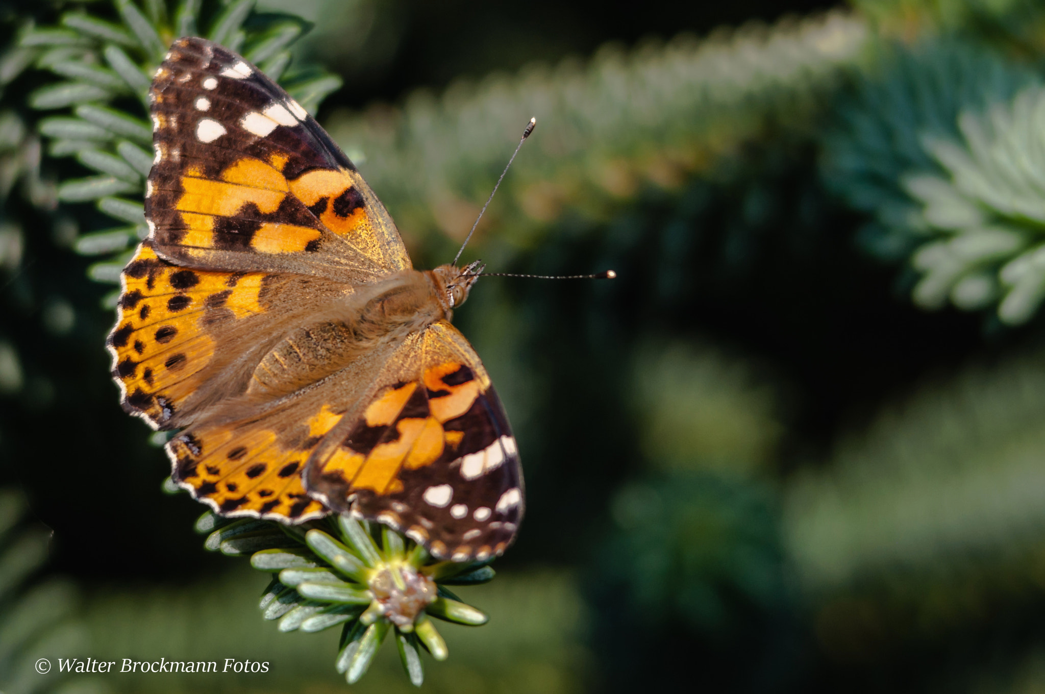 Sigma 150-500mm F5-6.3 DG OS HSM sample photo. Schmetterling/butterfly photography