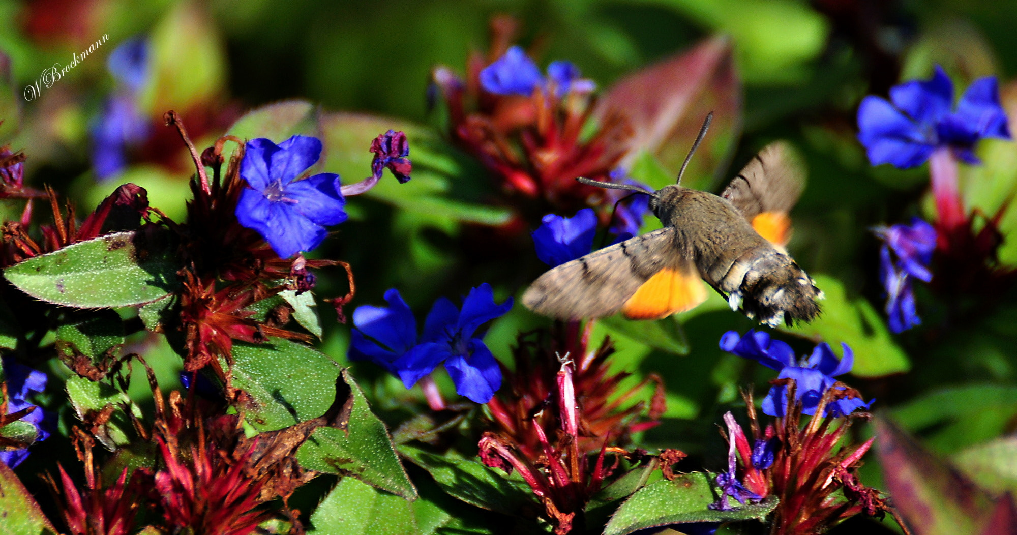 Nikon D5000 sample photo. Taubenschwänzchen photography