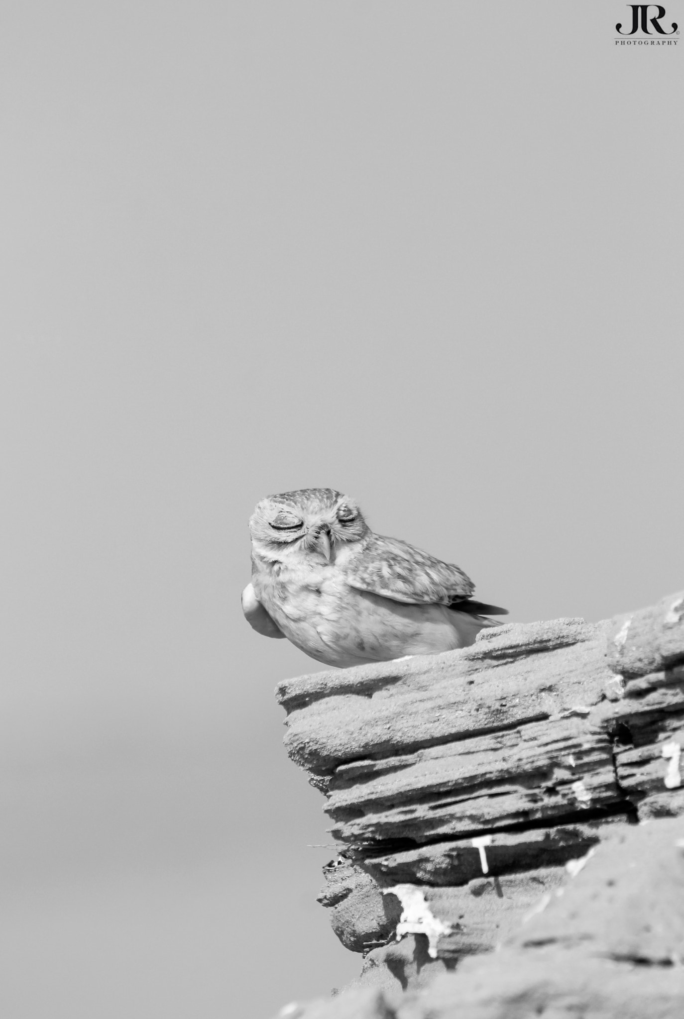 Canon EF 100-400mm F4.5-5.6L IS USM sample photo. "little owl" photography