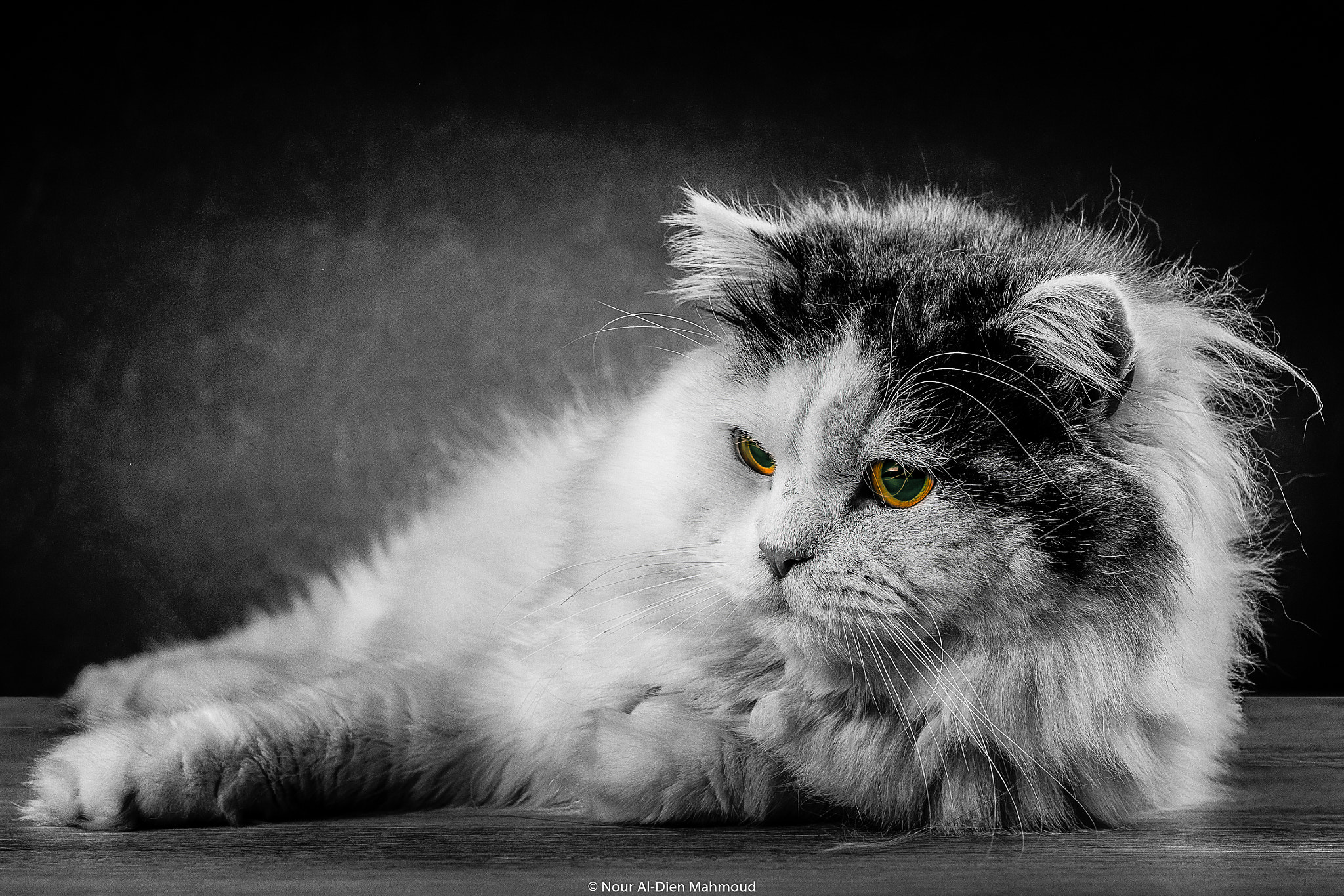 Canon EOS 70D + Canon EF 35mm F1.4L USM sample photo. Lion b&w photography