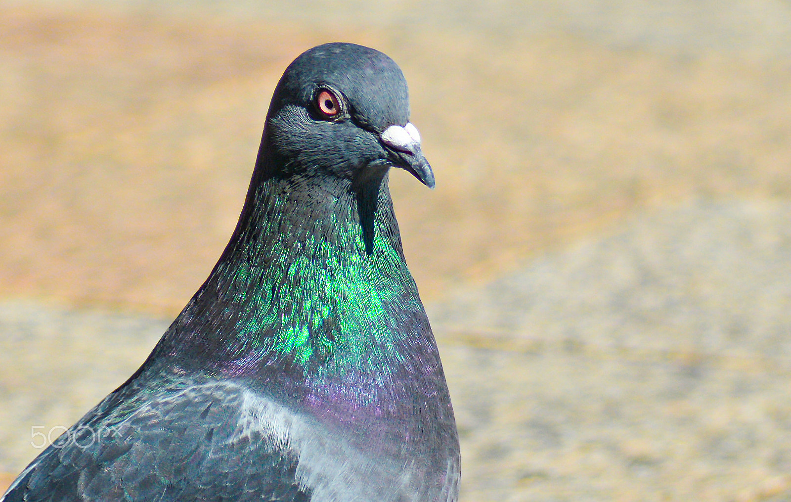 Nikon D600 sample photo. Oh yer!!! photography
