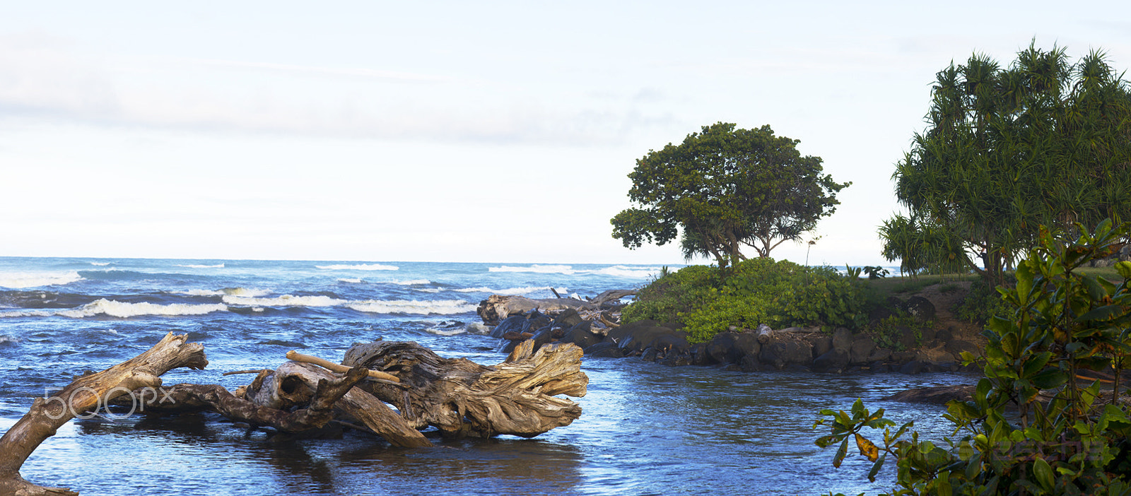 Sigma 85mm F1.4 EX DG HSM sample photo. Beached log photography