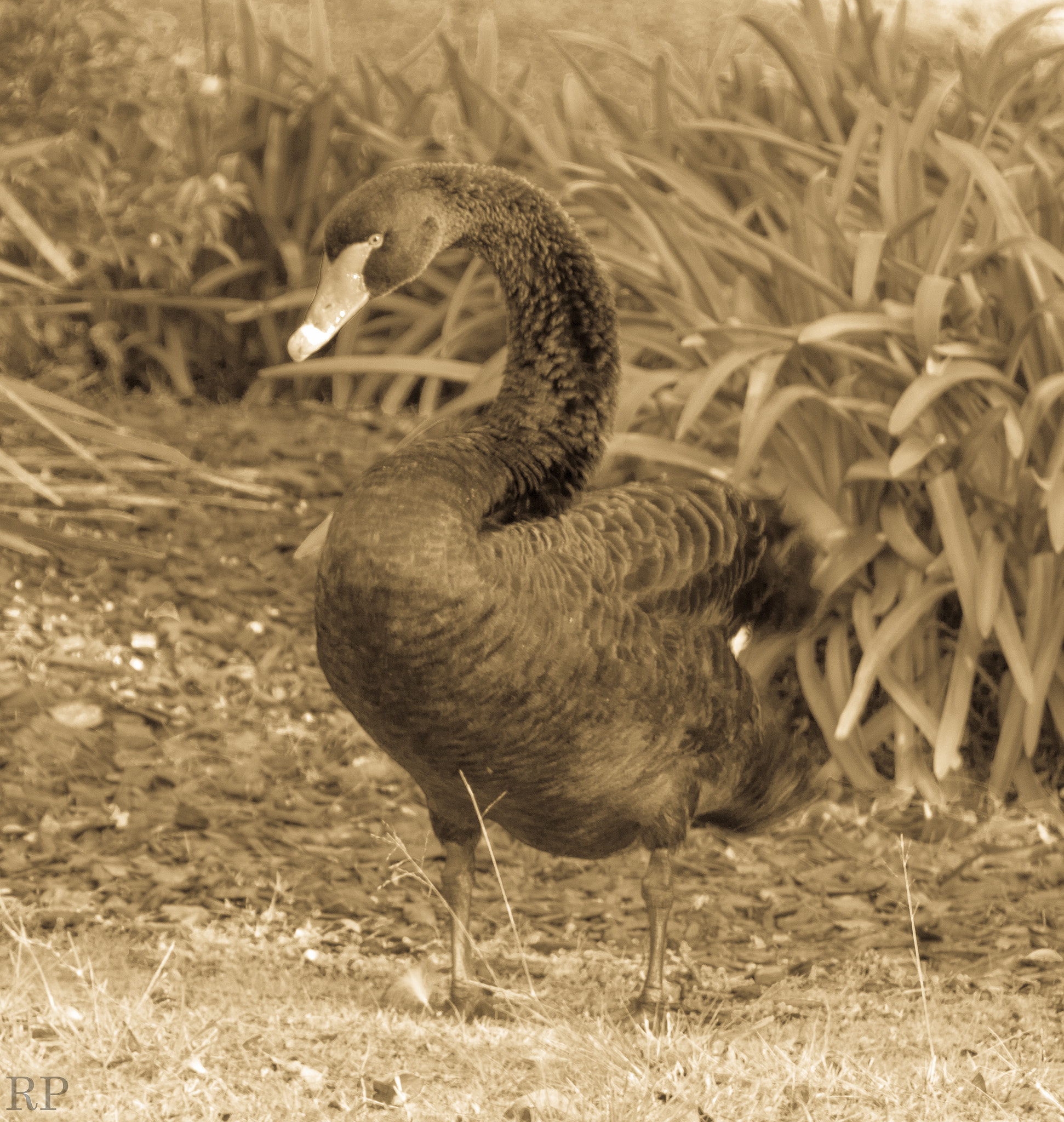 Canon EOS 600D (Rebel EOS T3i / EOS Kiss X5) sample photo. Swan photography