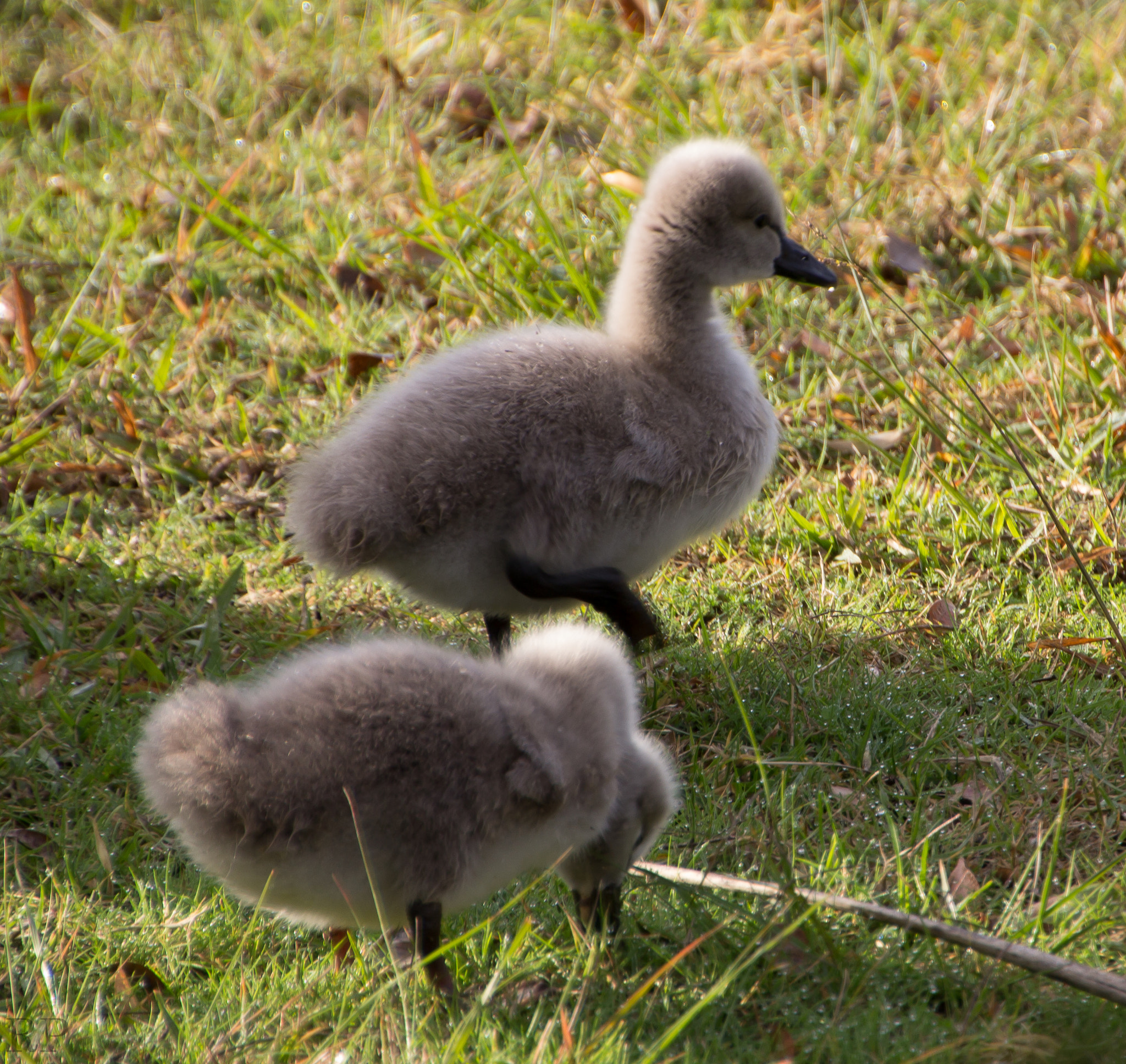 Canon EOS 600D (Rebel EOS T3i / EOS Kiss X5) sample photo. Swan photography