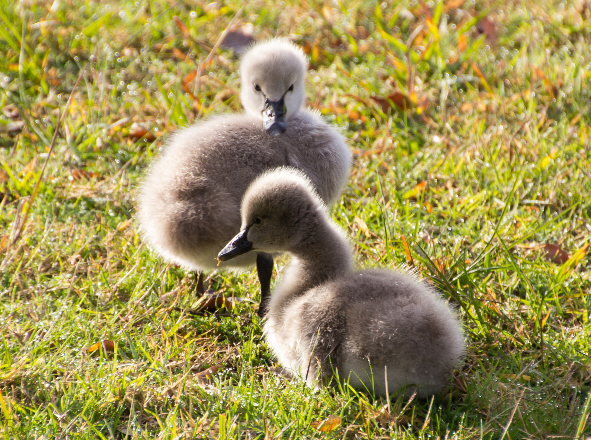 Canon EOS 600D (Rebel EOS T3i / EOS Kiss X5) sample photo. Swan photography