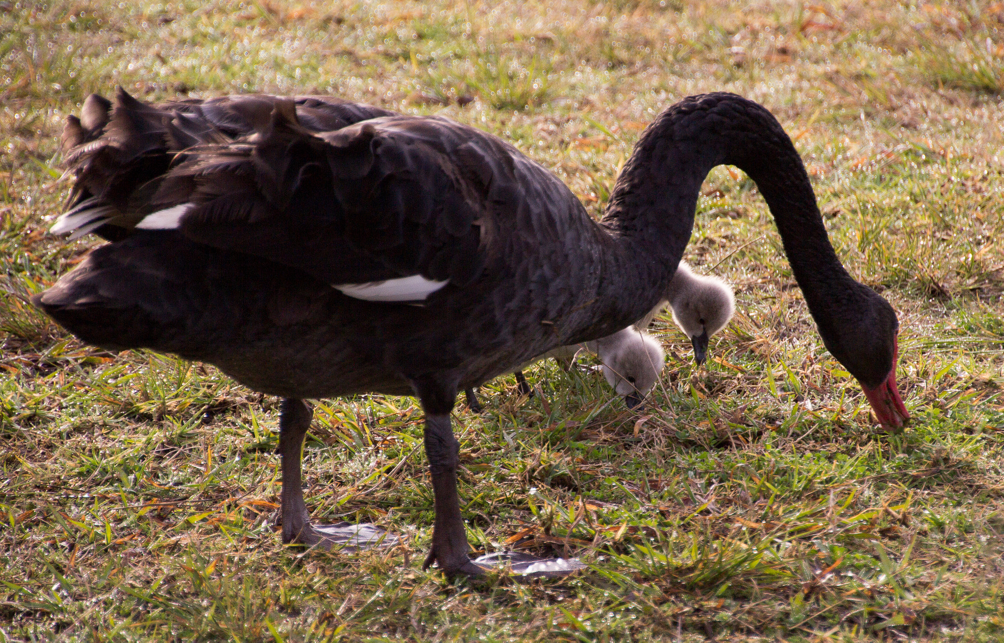 Canon EOS 600D (Rebel EOS T3i / EOS Kiss X5) sample photo. Swan photography